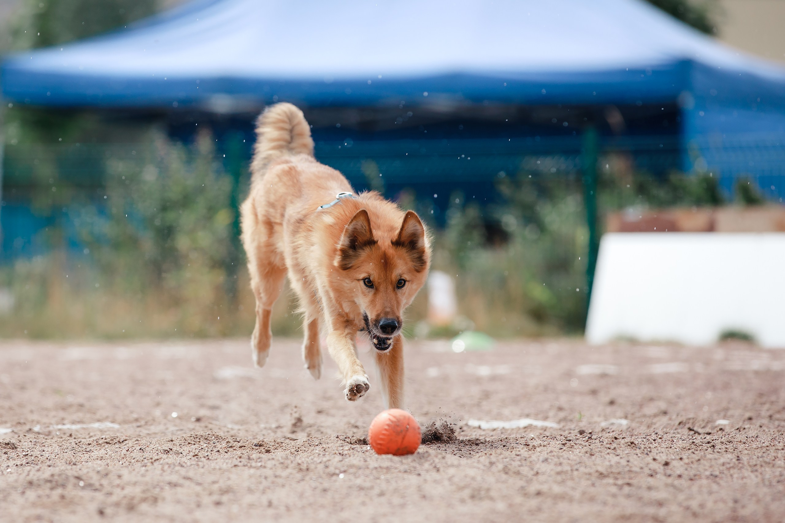 Питч&Гоу + веселые старты. Фотограф-анималист Mary Mart — Москва, Питер