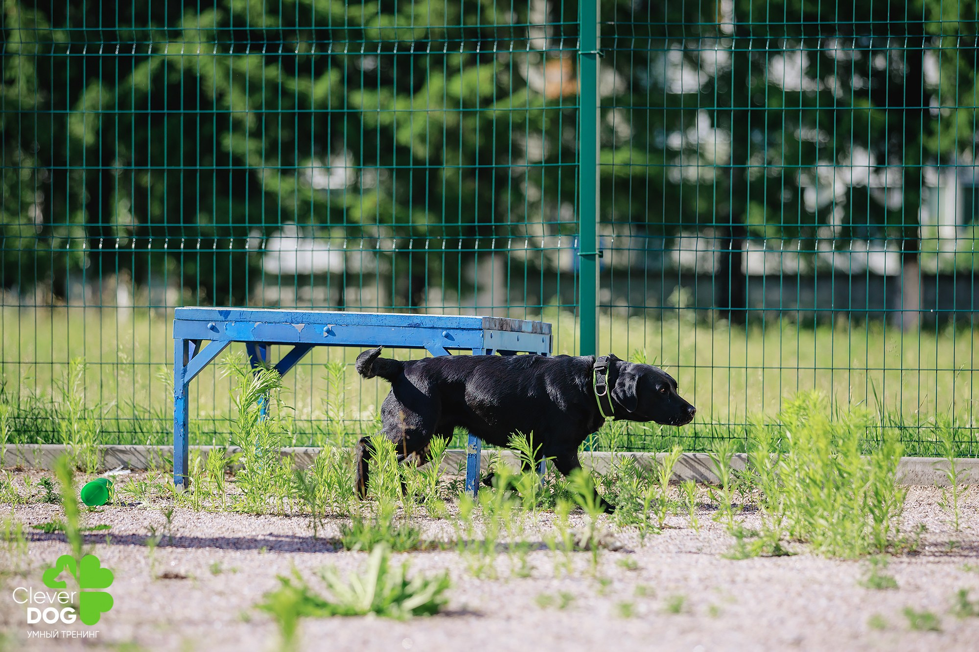 Семинар по поиску запаха с Иваном Ломовым, организатор CleverDog, СПб. Фотограф-анималист Mary Mart — Москва, Питер