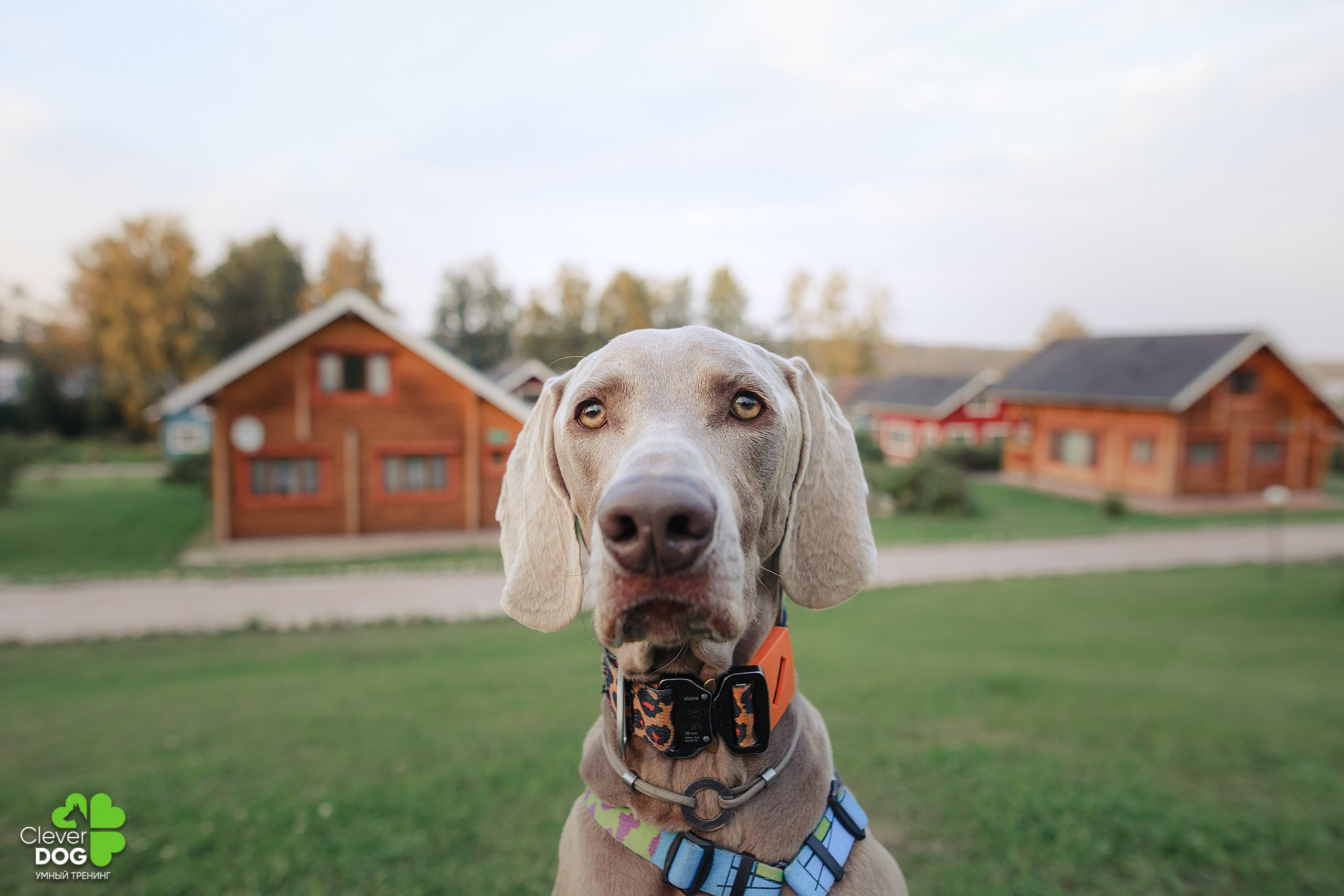 Кинологический лагерь CleverDog, 2024. Фотограф-анималист Mary Mart — Москва, Питер