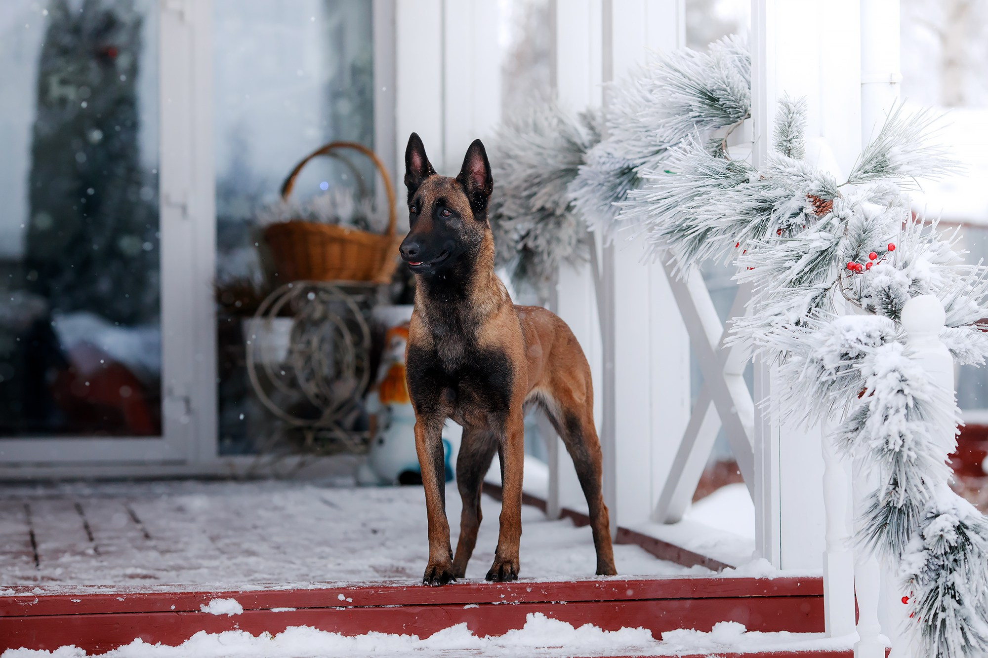 Зимние портреты. Фотограф-анималист Mary Mart — Москва, Питер