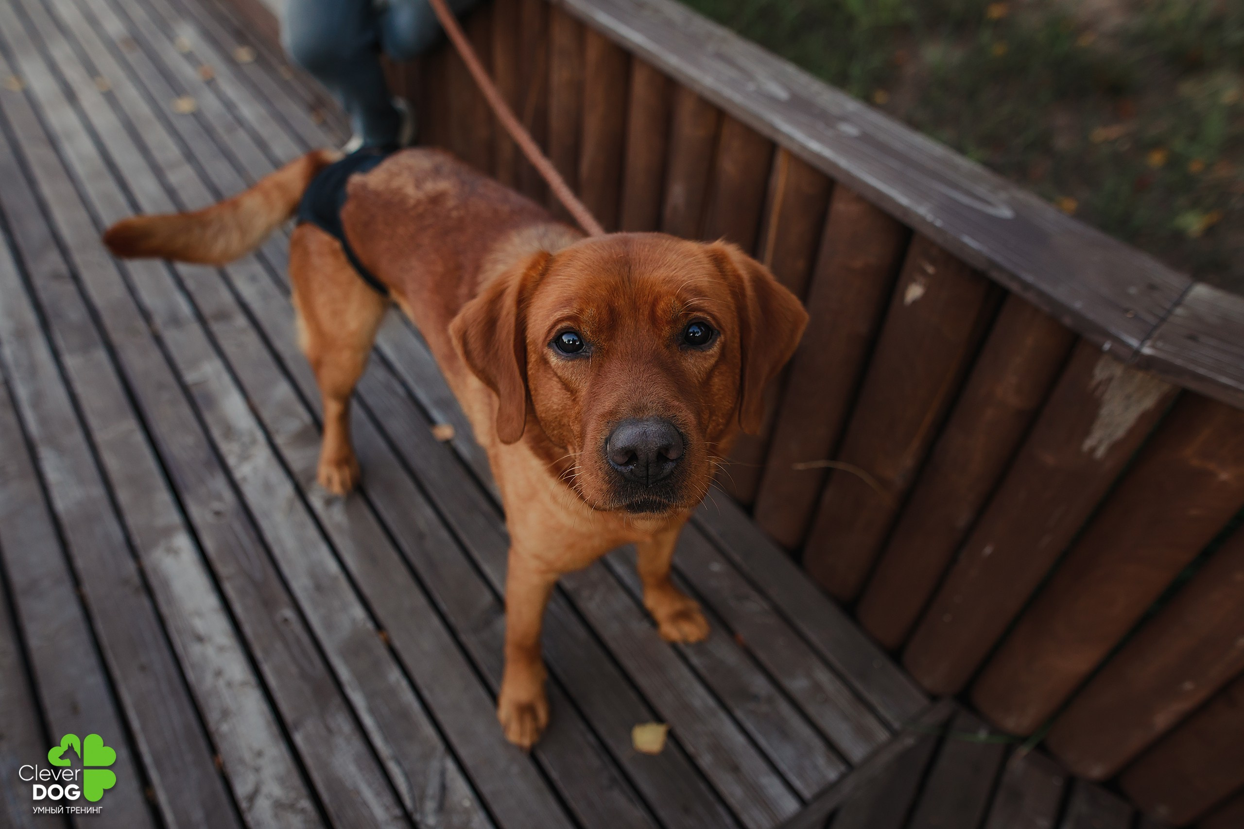 Кинологический лагерь CleverDog, 2024. Фотограф-анималист Mary Mart — Москва, Питер