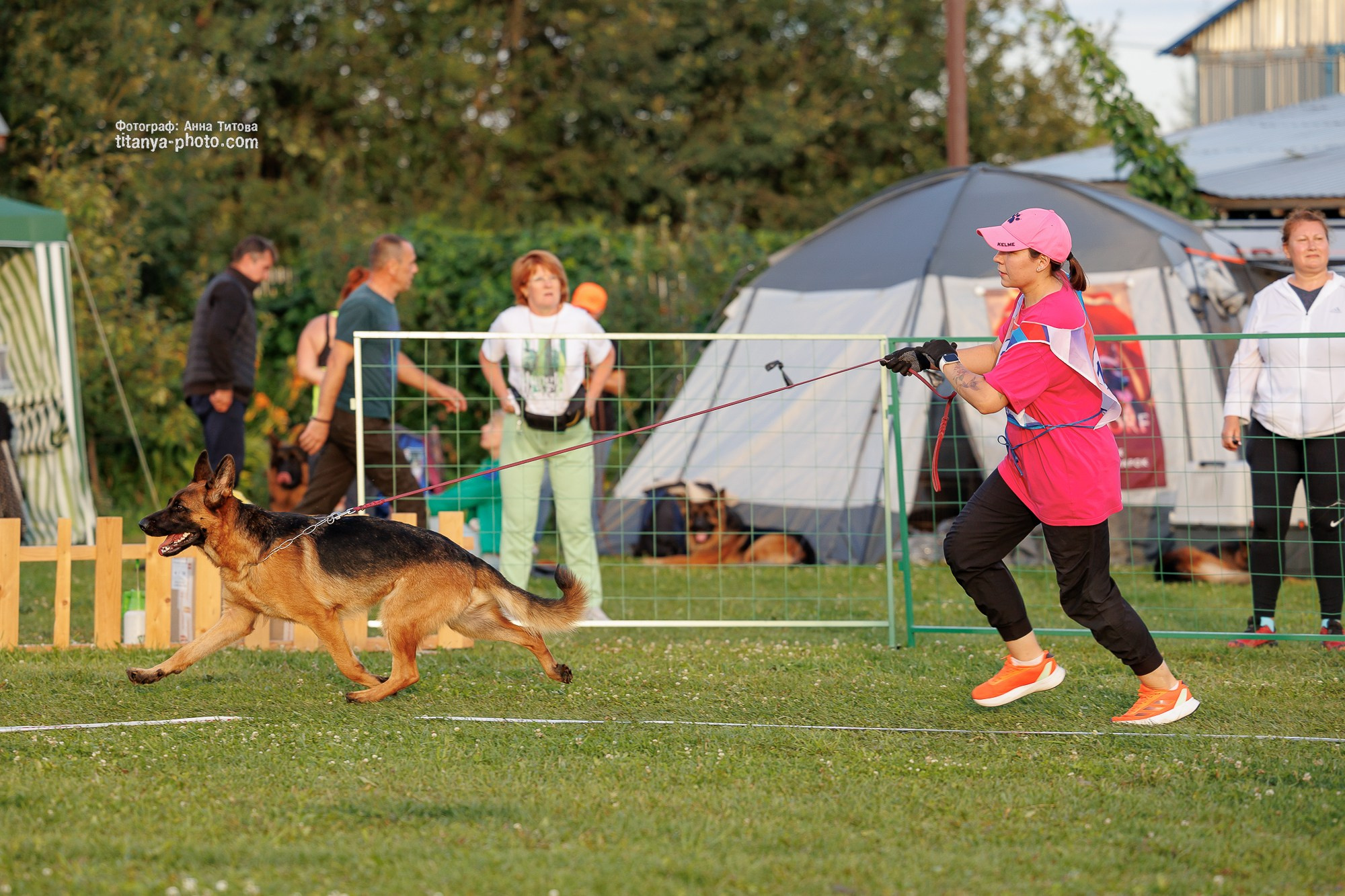 Немецкие овчарки: фото из рингов и вне ринга, мутпроба (фотографии с выставок). Фотограф собак, фотограф-анималист Аня Титова (Titanya). Москва