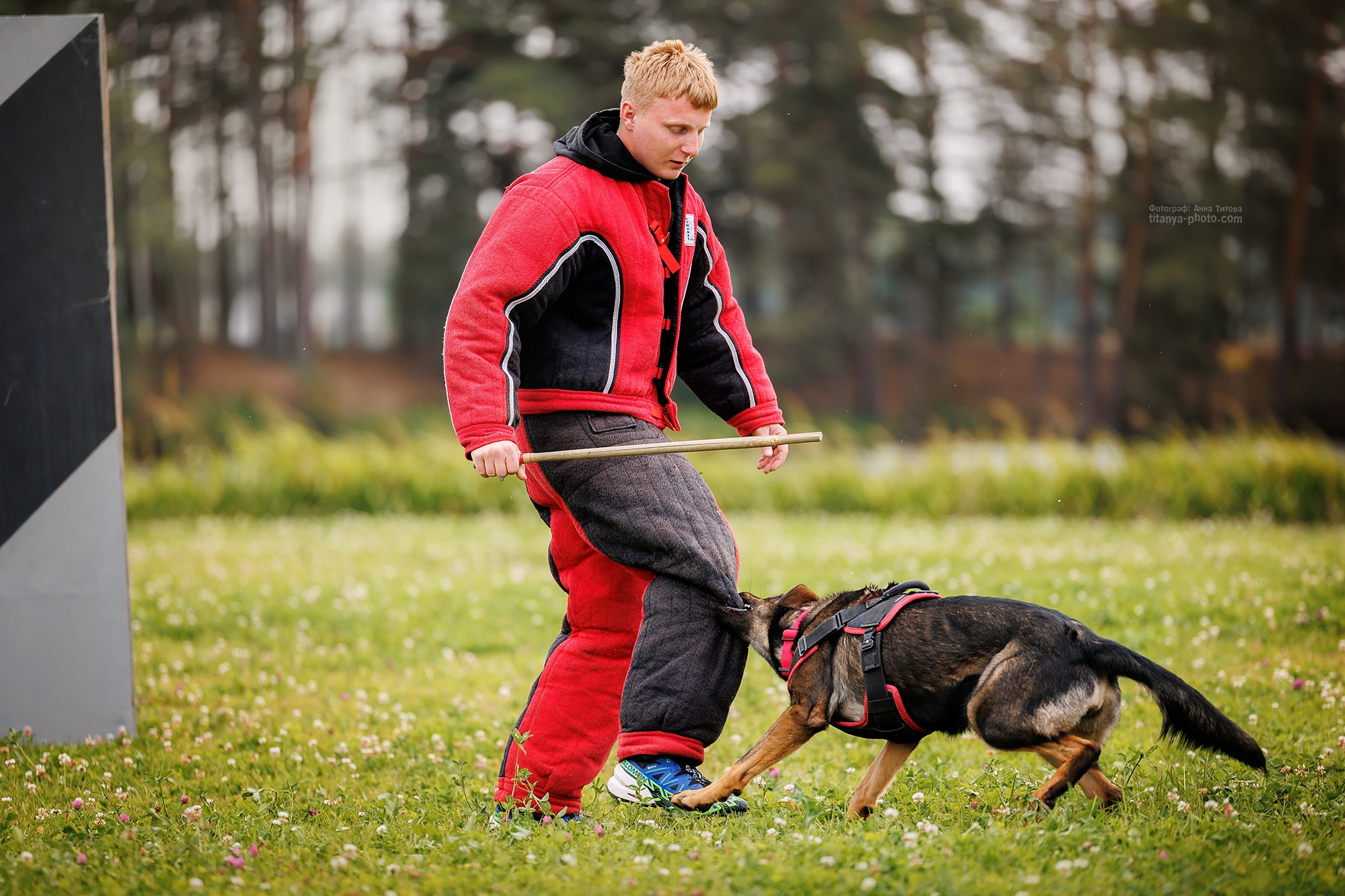 Фото немецких овчарок. Фотограф собак, фотограф-анималист Аня Титова (Titanya). Москва