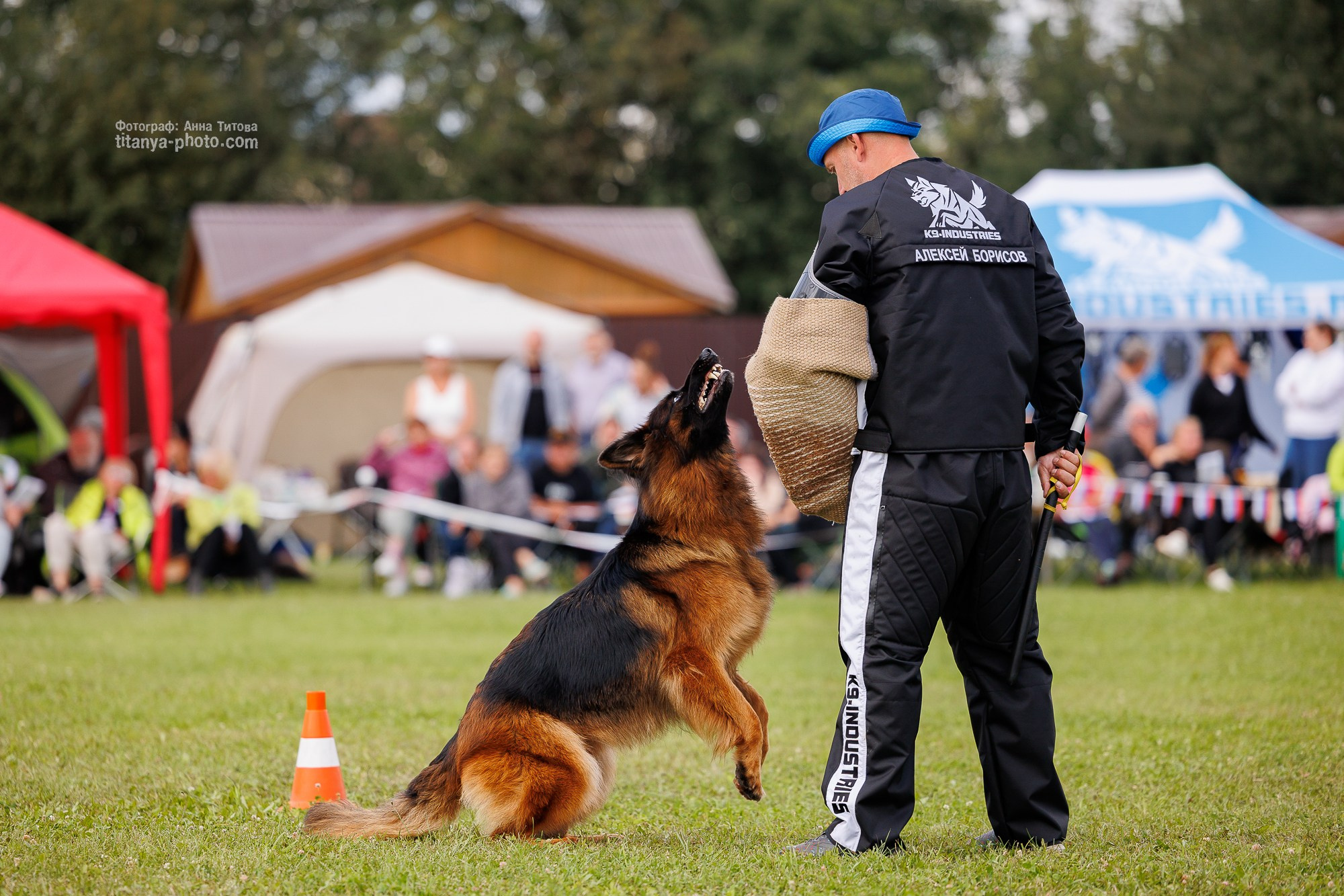 Немецкие овчарки: фото из рингов и вне ринга, мутпроба (фотографии с выставок). Фотограф собак, фотограф-анималист Аня Титова (Titanya). Москва