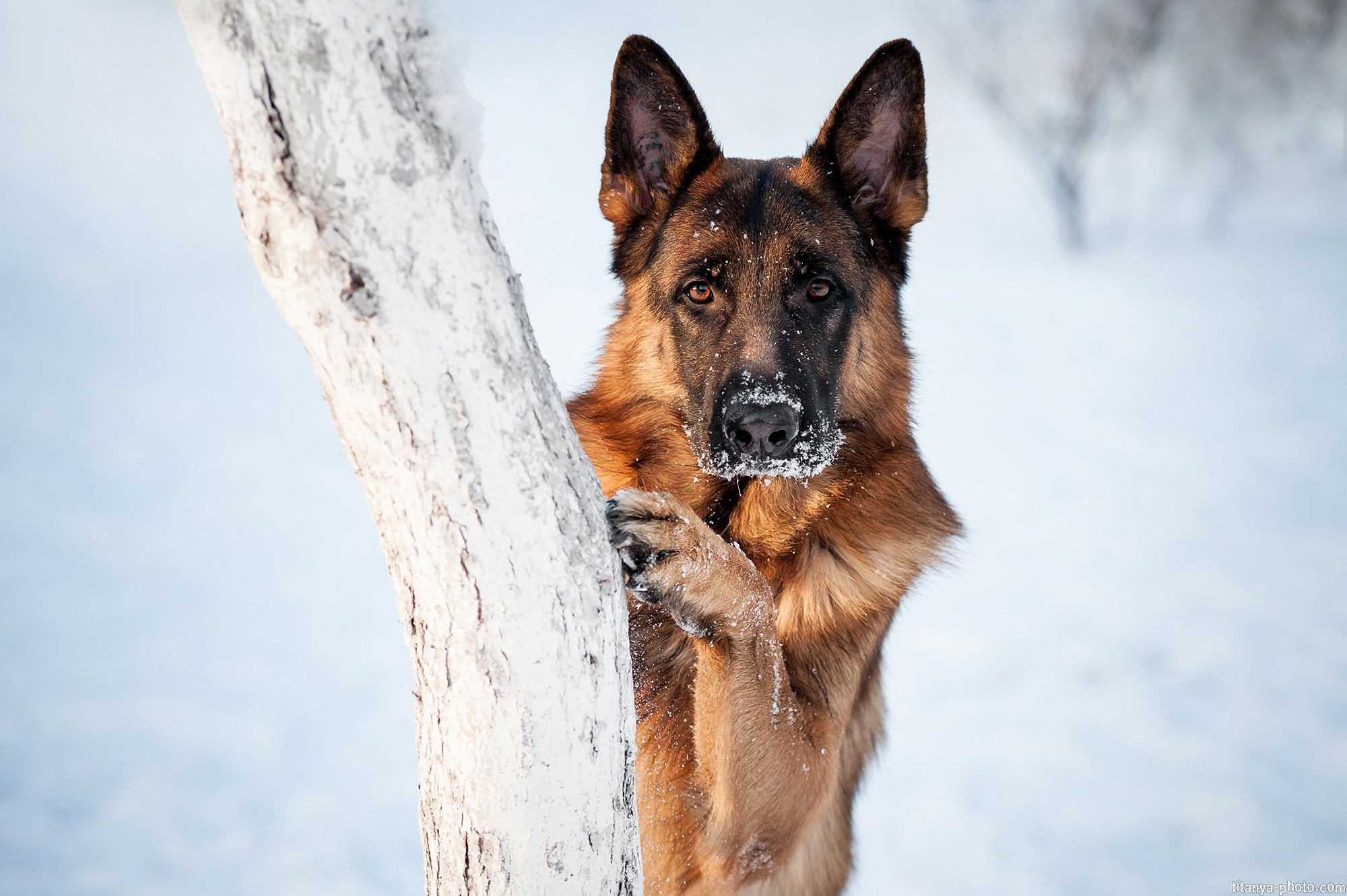 Фото немецких овчарок. Фотограф собак, фотограф-анималист Аня Титова (Titanya). Москва