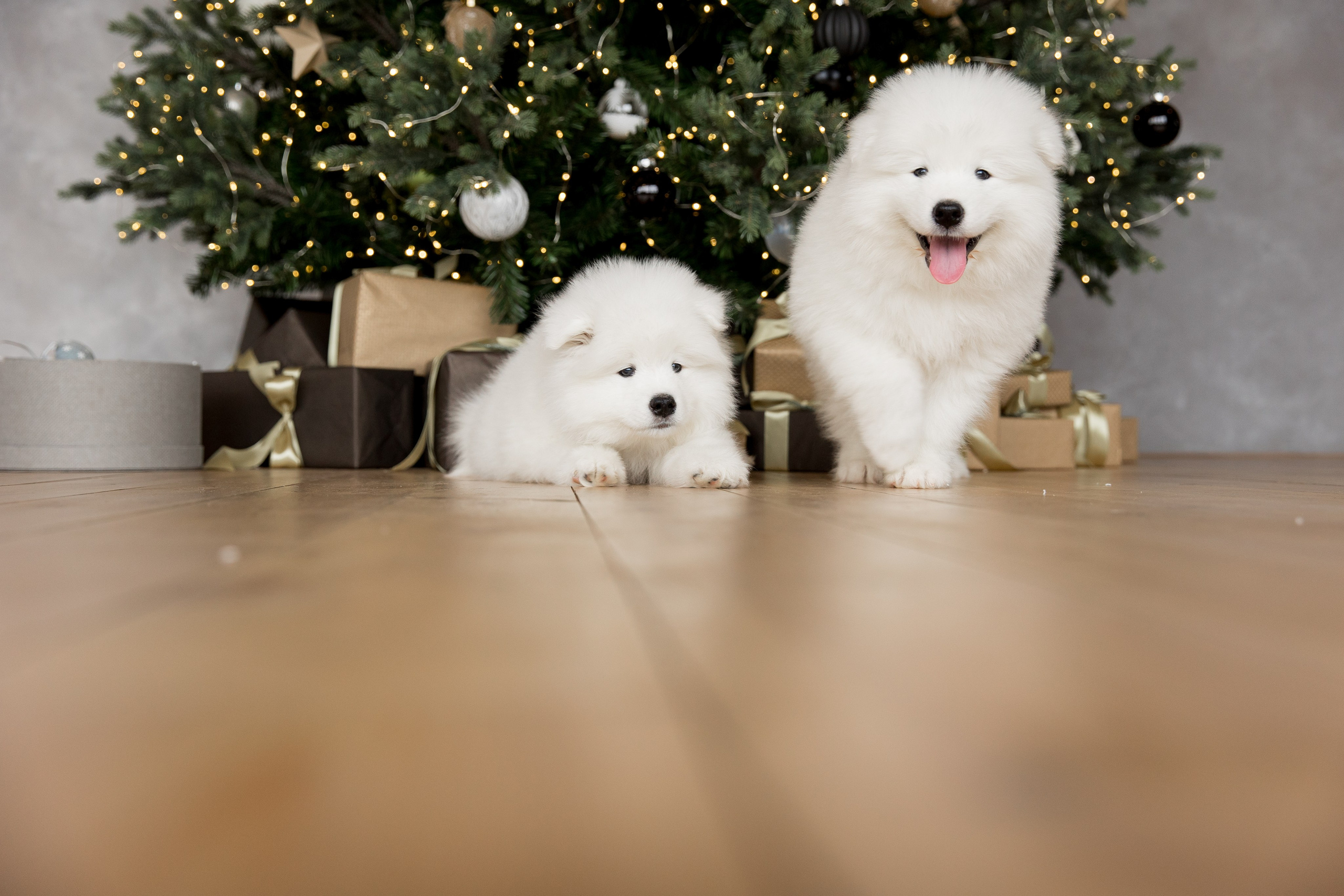 Помет «К» 17.09.2021 д. р. Самоед Новосибирск