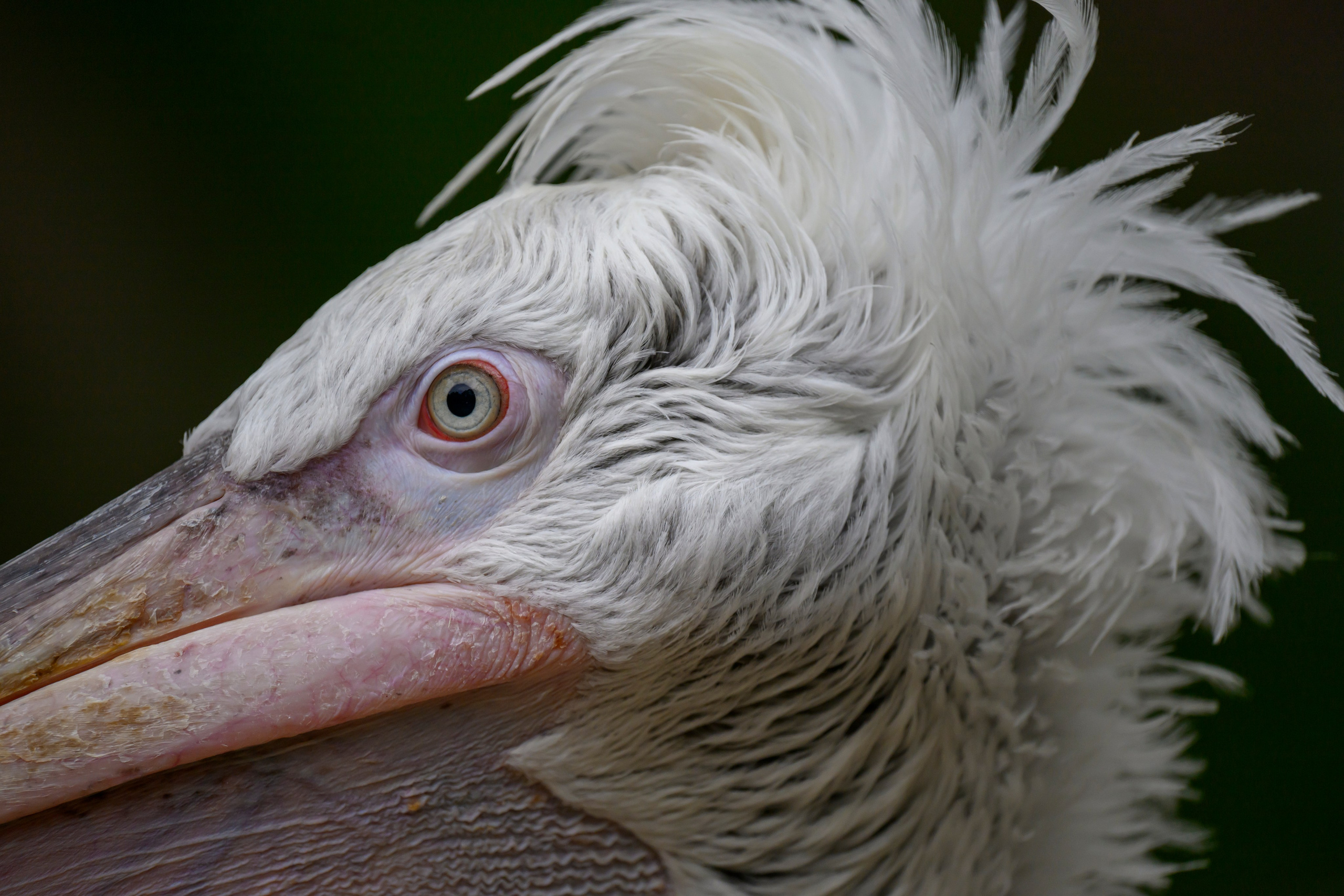 Nikkor 180-400 f/4 TC. Фотограф Сергей Пупонин