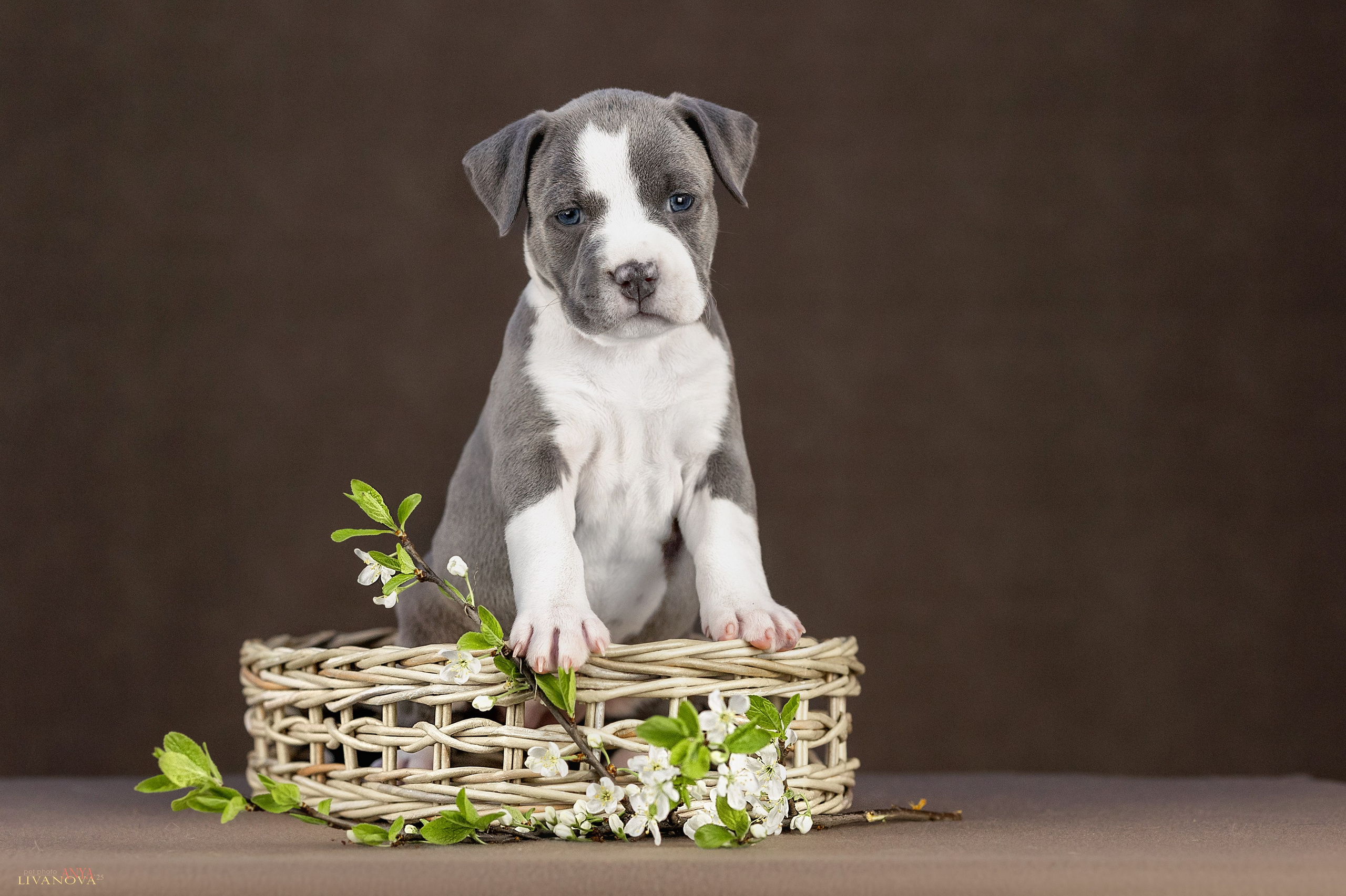 Стаффики. Фотограф анималист Аня Ливанова | Рыбинск