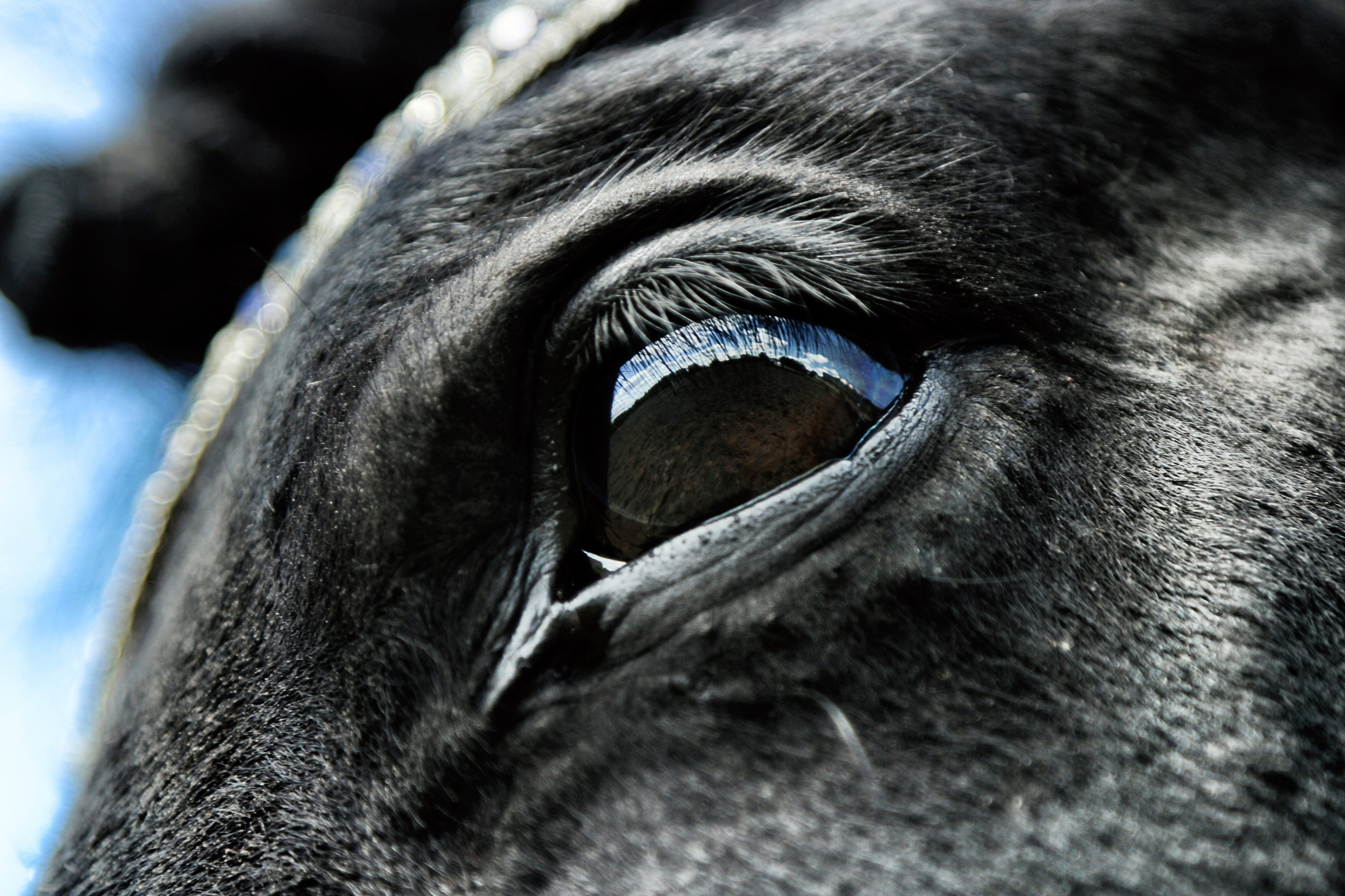 Лошади «Каскад» и «Брилиант». Алиса Томшина — Фотограф / Видеограф
