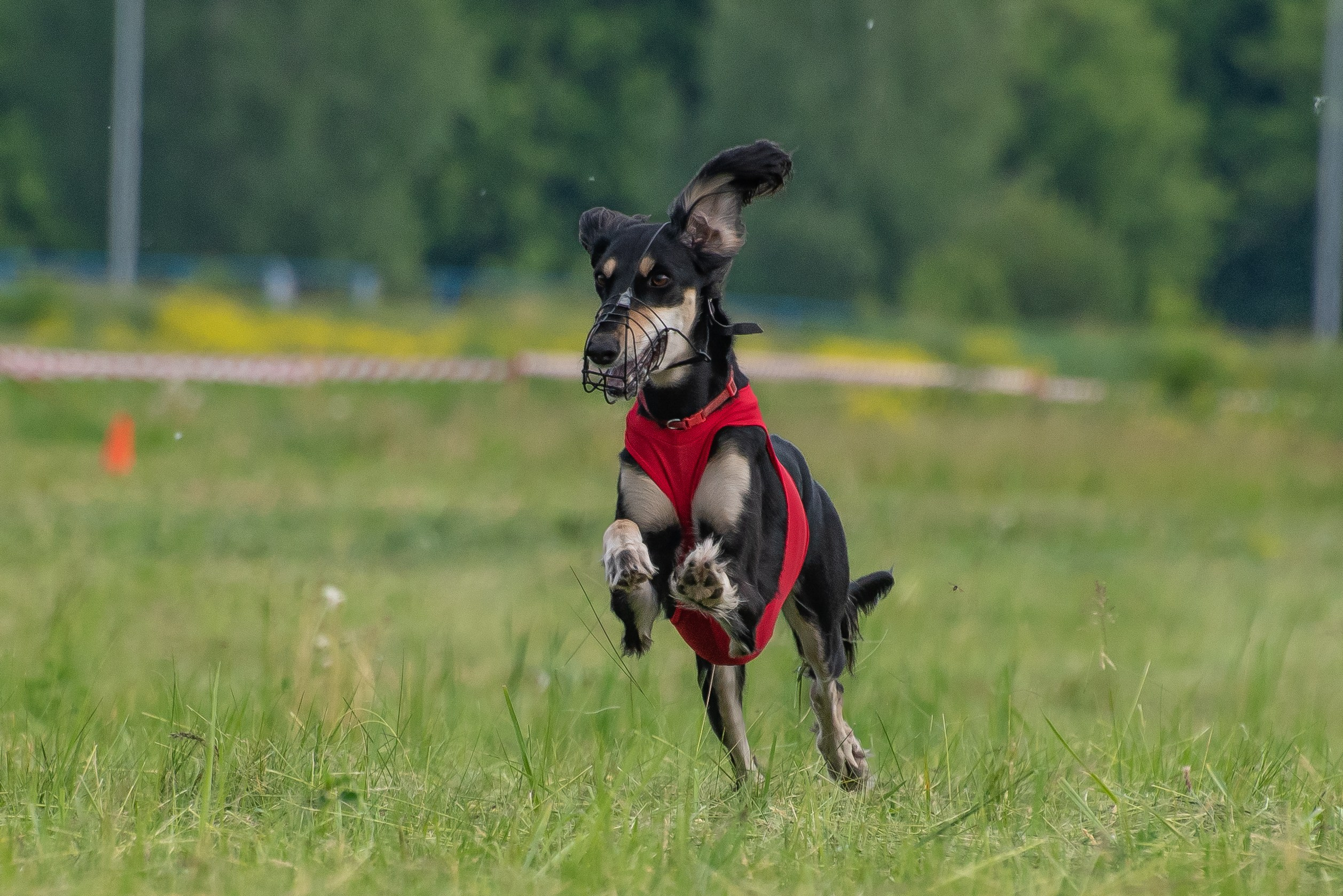 Спортивный фотограф анималист курсинг. Фотограф Макс Огурцов в Нижнем Новгороде