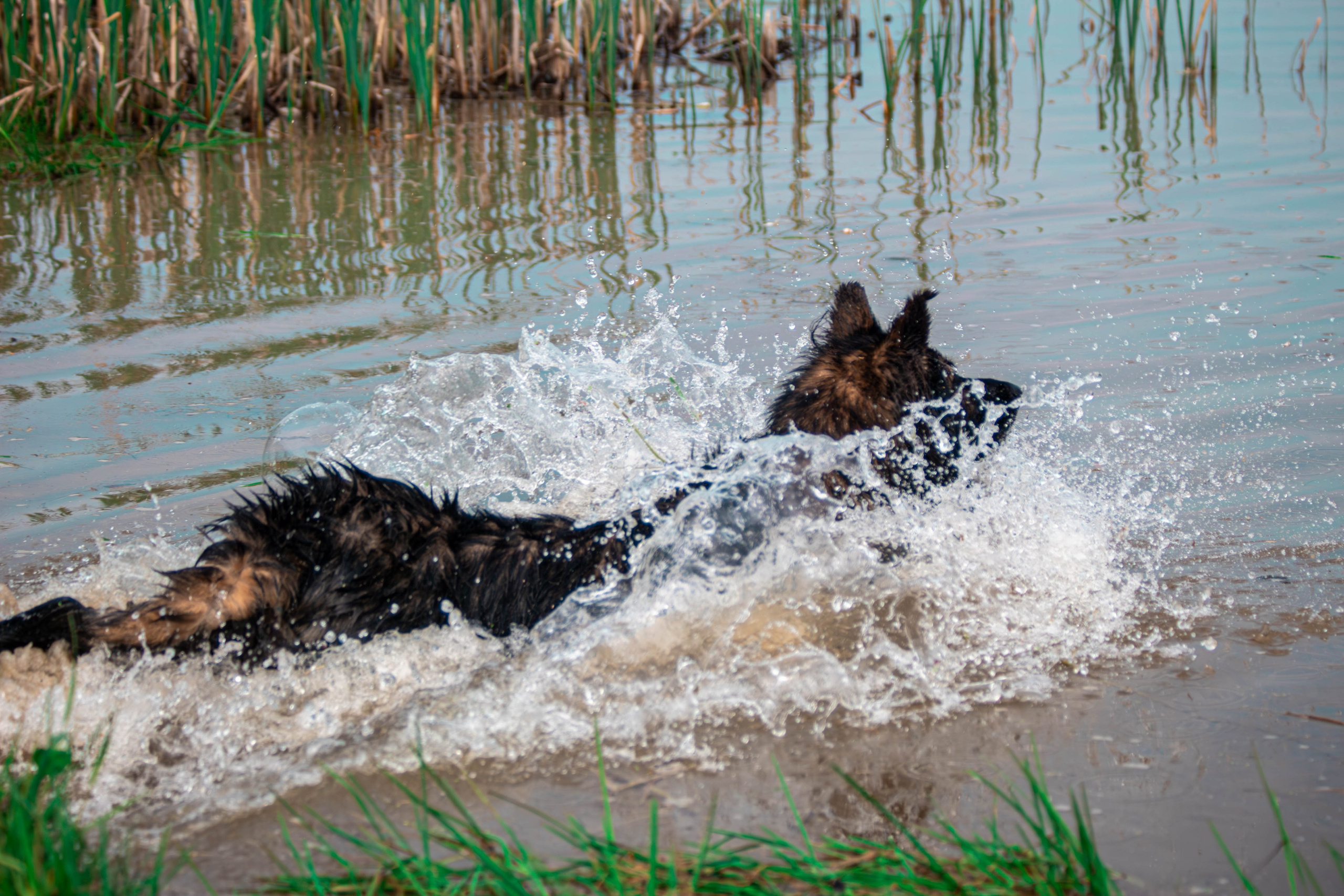Фотосессии с животными Тула. Фотограф анималист — Тула, Москва