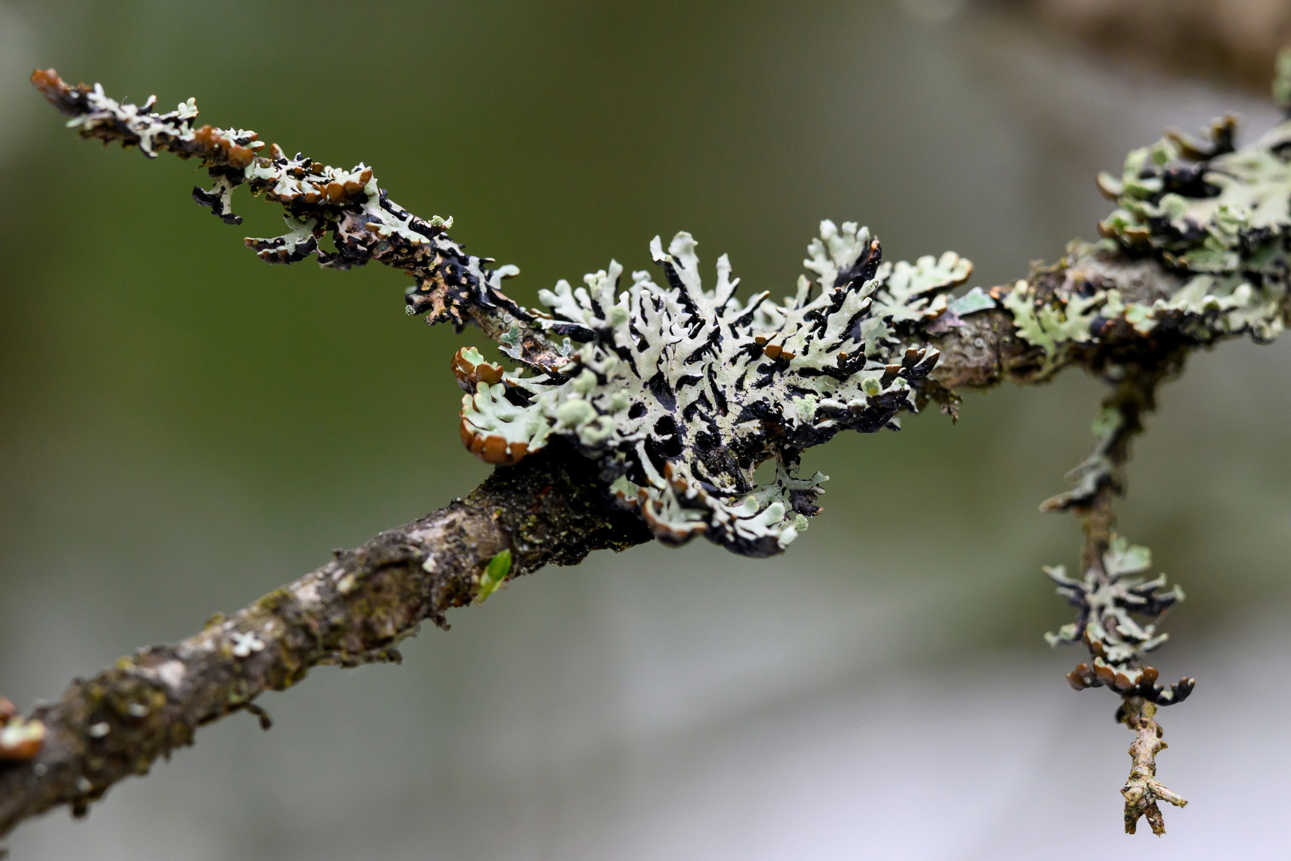 После снегопада. Wildlife photography by Sergey Puponin