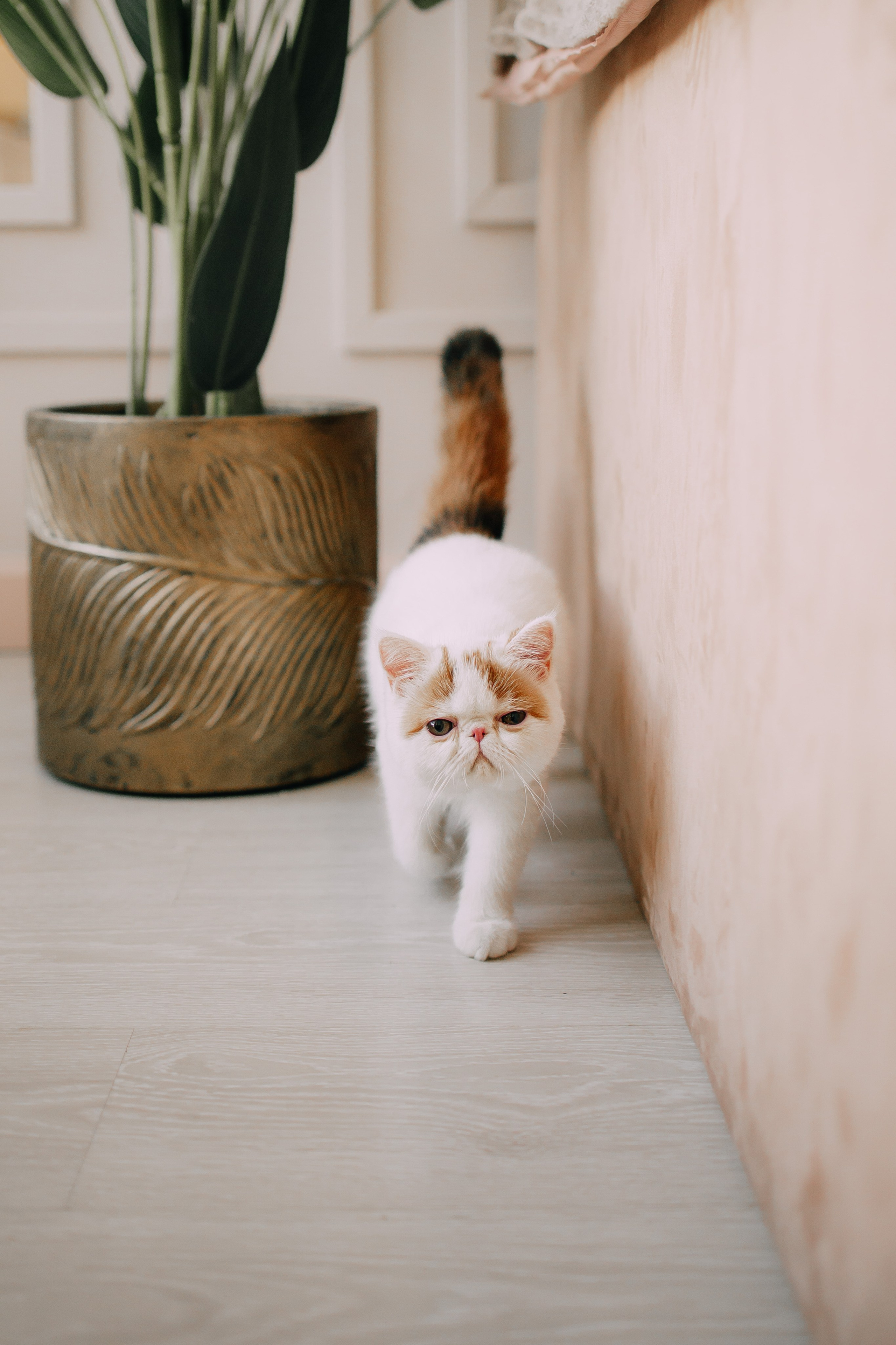 Султан, Мэй Мэй и Шанталь и их семья