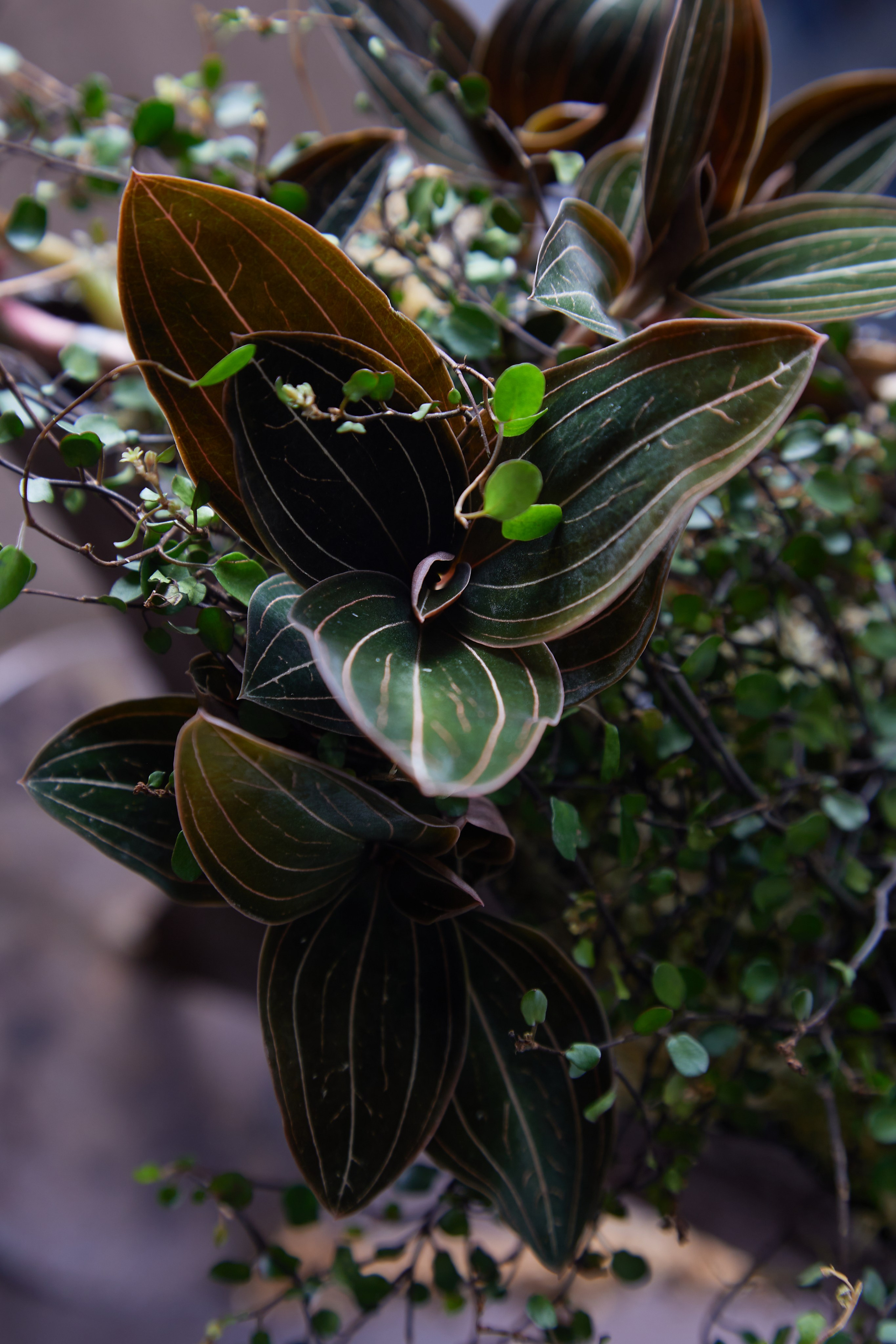 Mikhail Glazkov, phitodesigner. Maria Poleshchuk, commercial photographer in Sydney