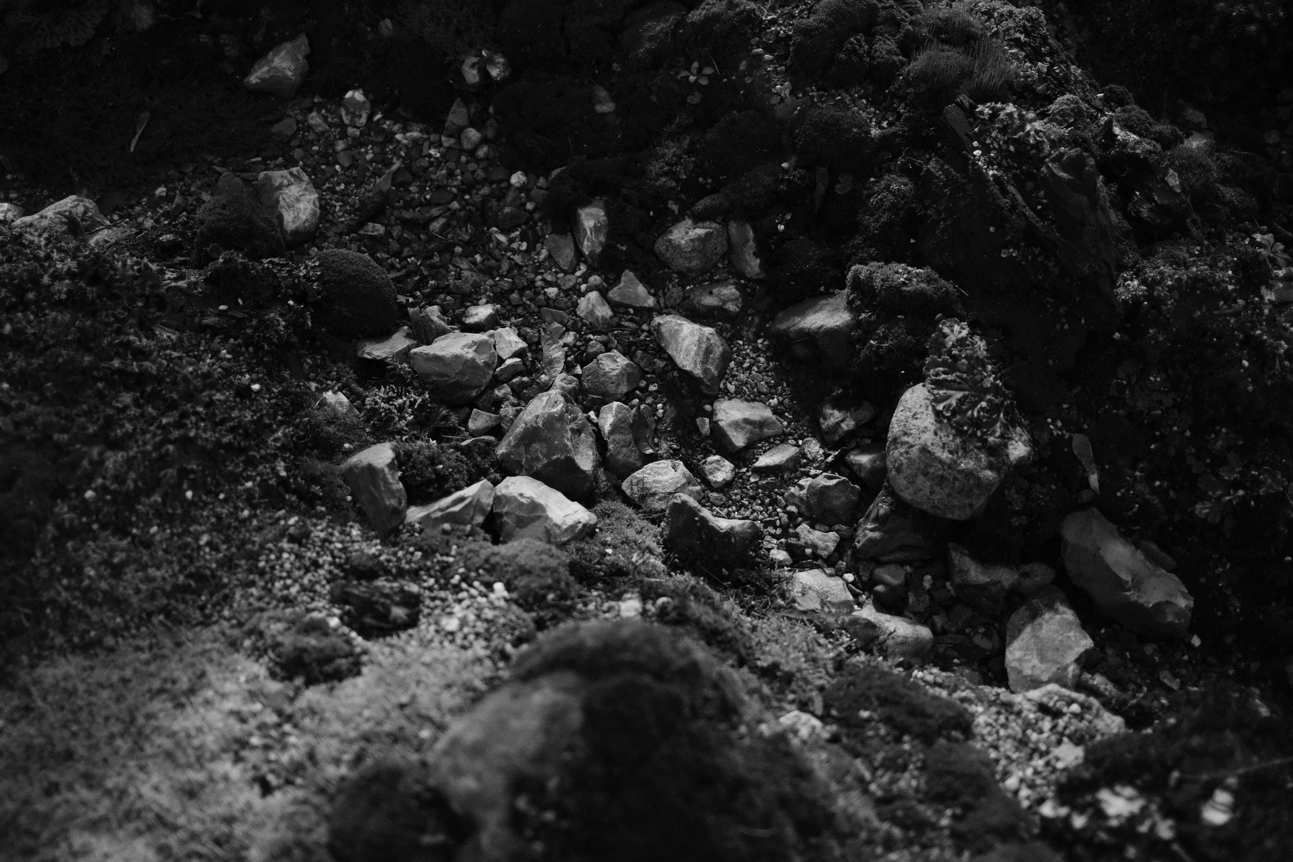 Аптекарский огород. Профессиональный фотограф в Москве Захар Ишутин