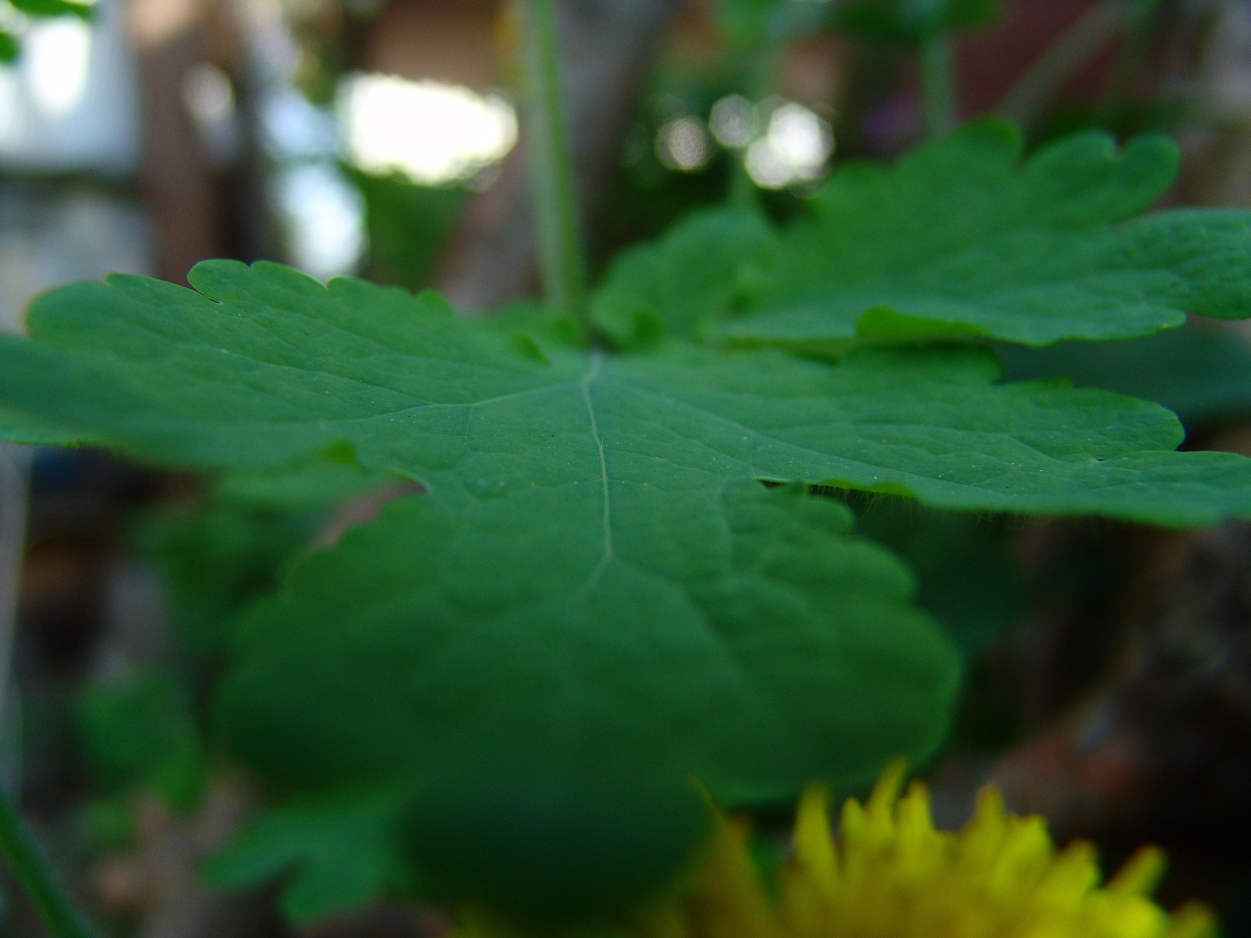 Приезд КС 2005. Заставка