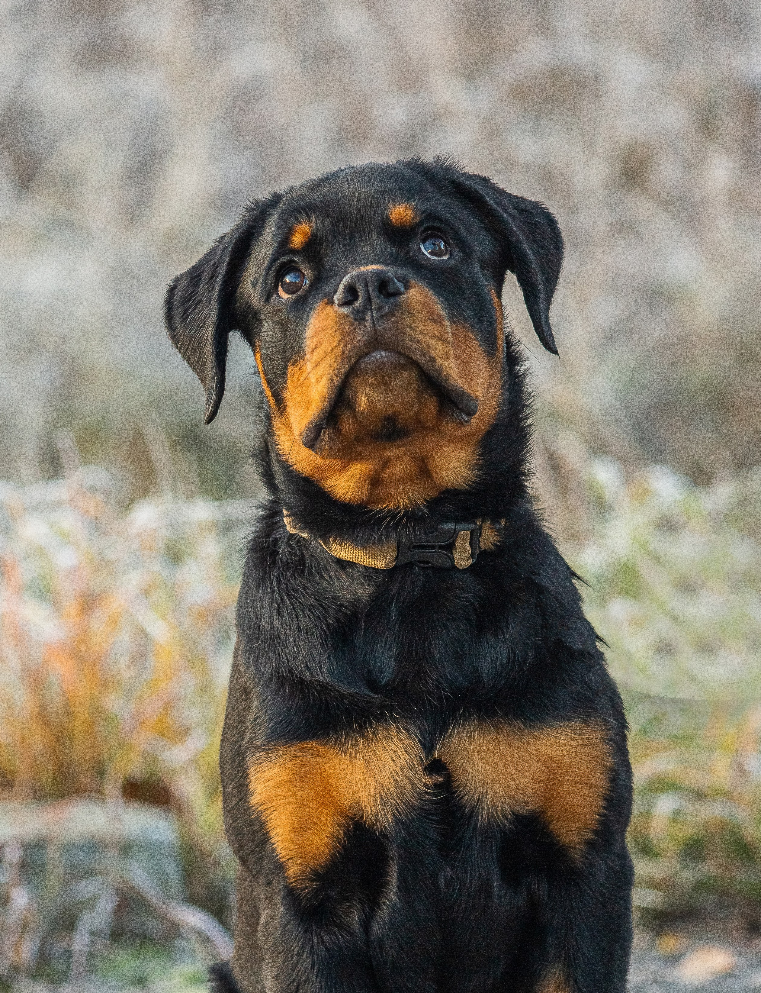 Животные. Авторские туры с профессиональным фотографом