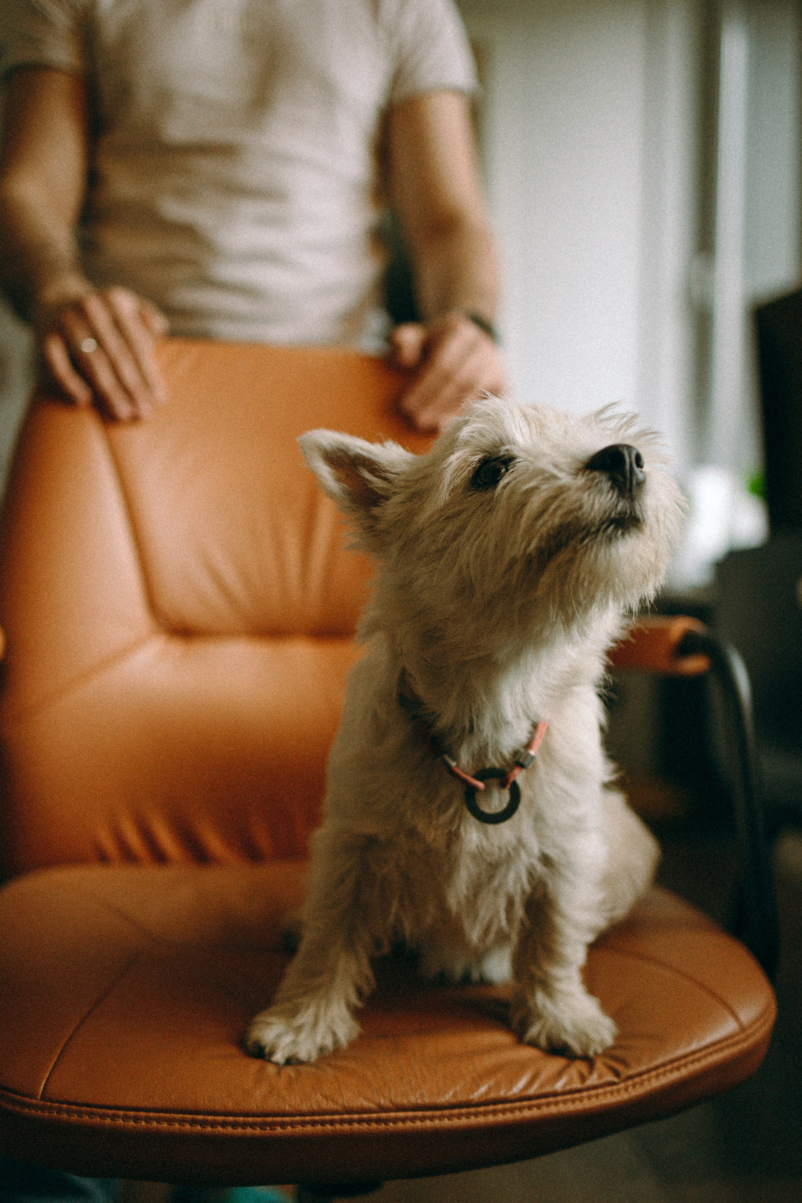 Снежуля, Мари и Саша. Фотограф анималист Анастасия Пикей