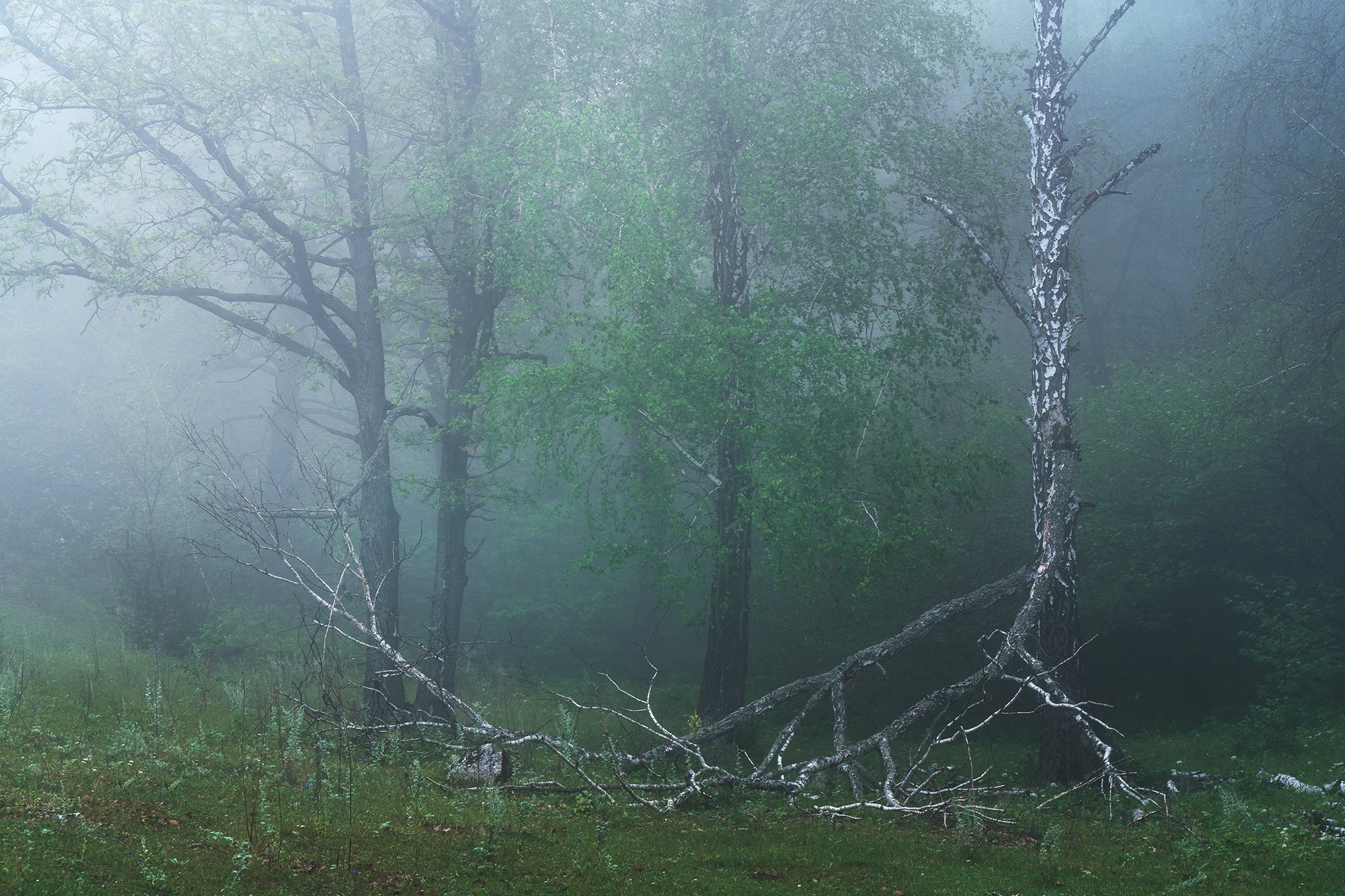 Лето, лес, деревья…. Пейзажный фотограф Руслан Лукманов