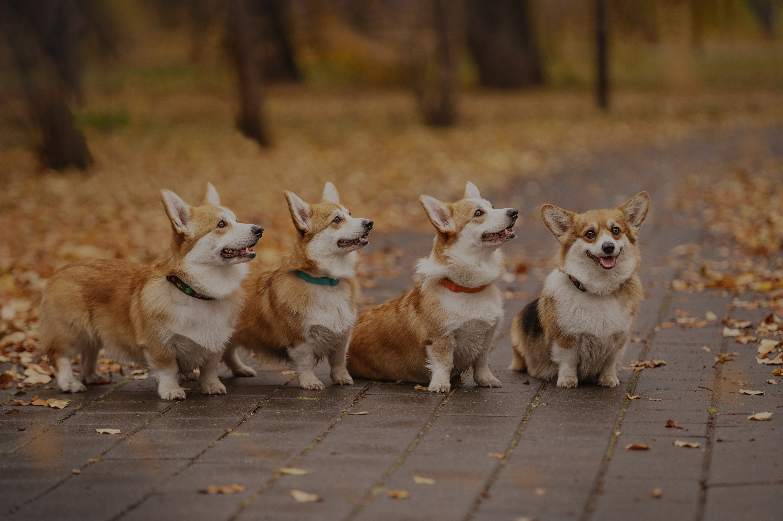 Ольга с семьей и их коргибанда. Kameramotor74