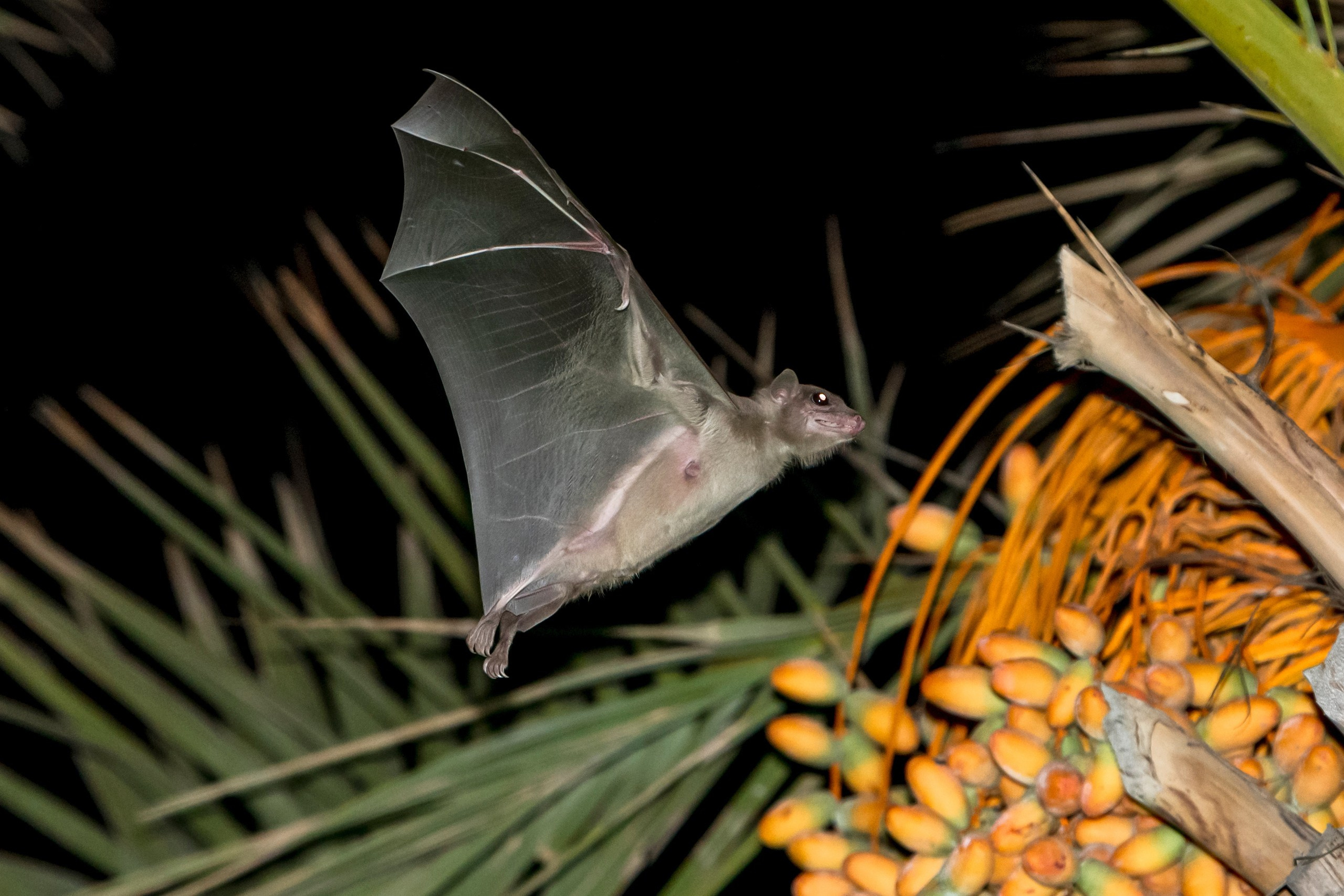 Пейзажный фотограф, Фотографии дикой природы. Foto-Zuev фотография как искусство