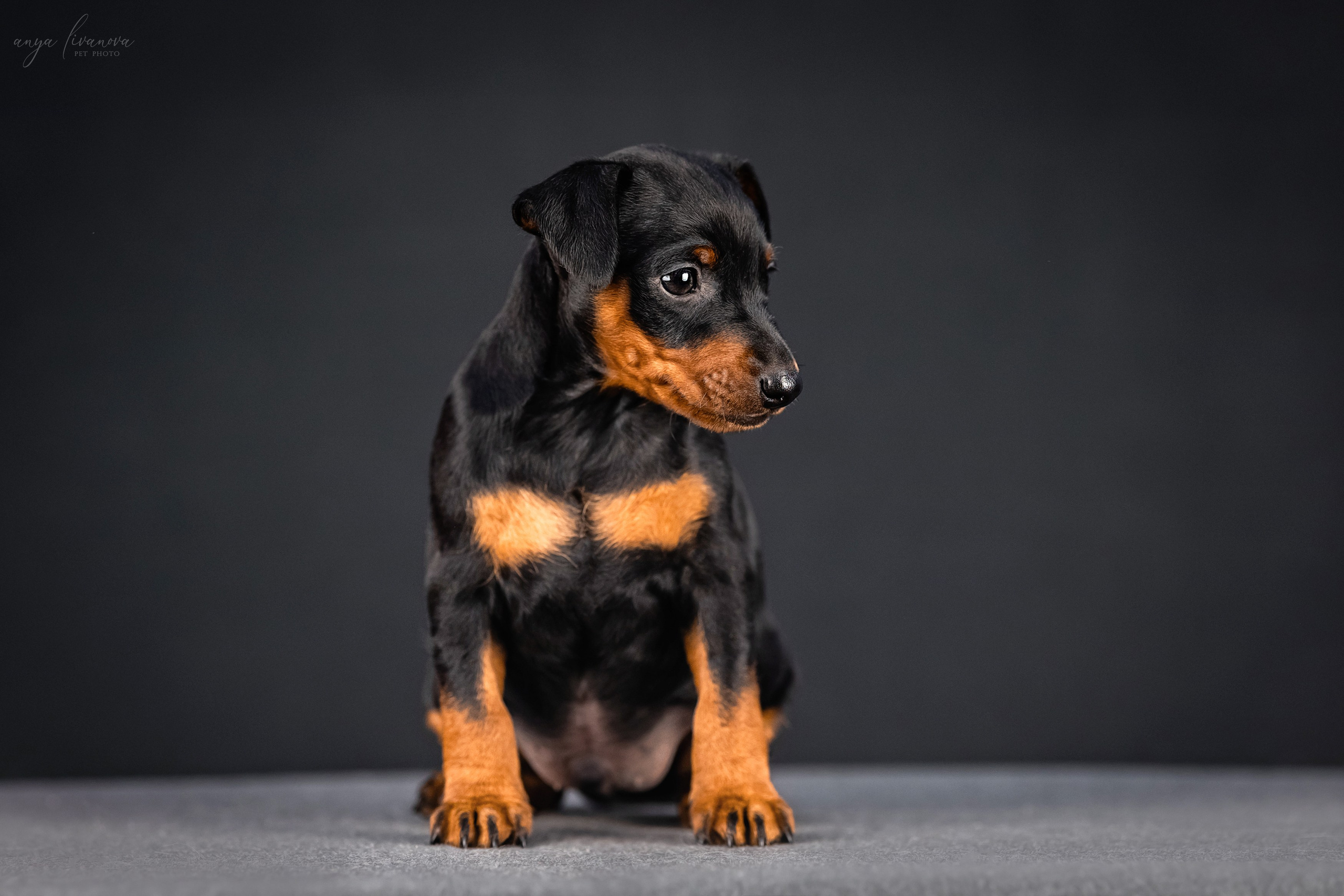 Пинчер. Фотограф анималист Аня Ливанова | Рыбинск