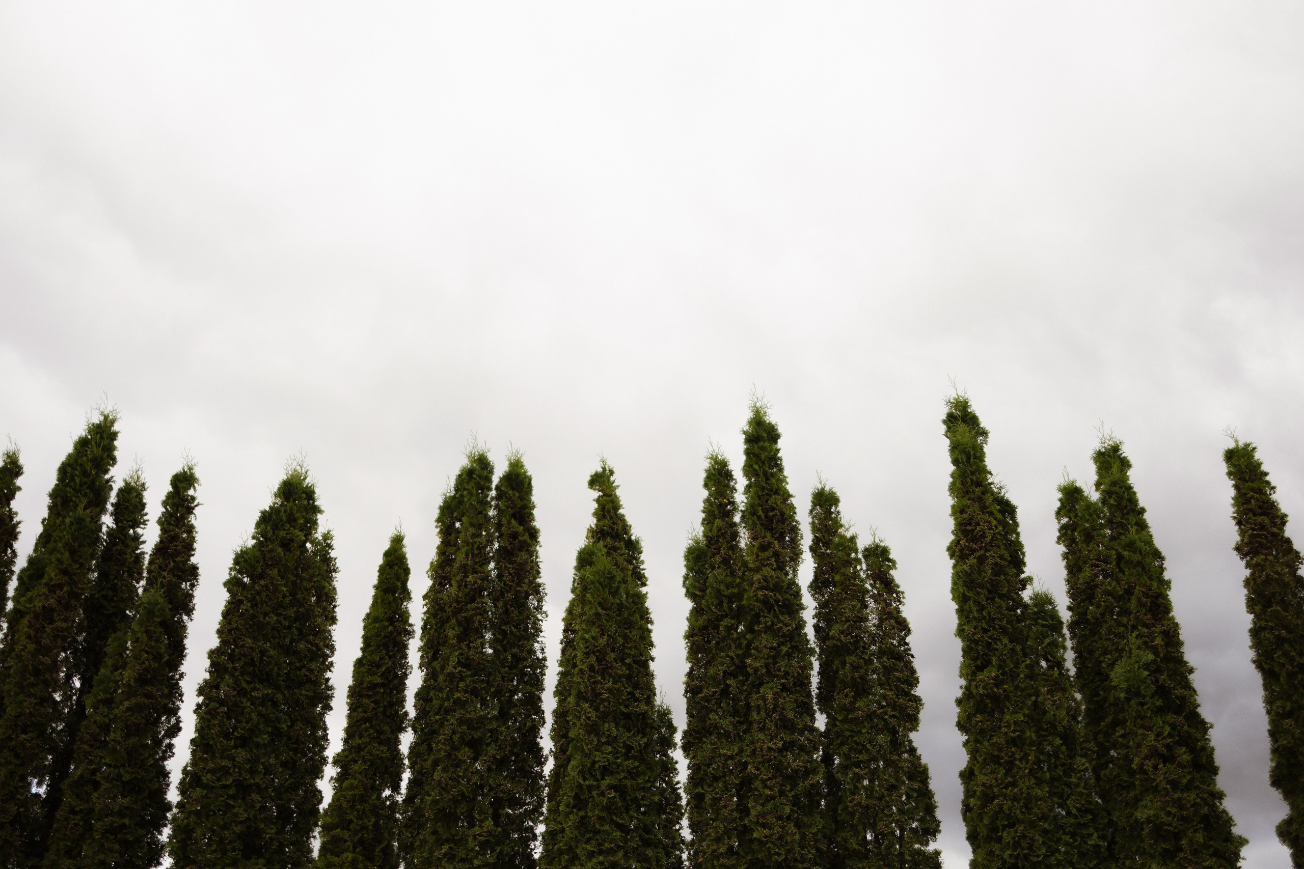 A&I. Свадебный фотограф Лиза Макатович Беларусь Минск