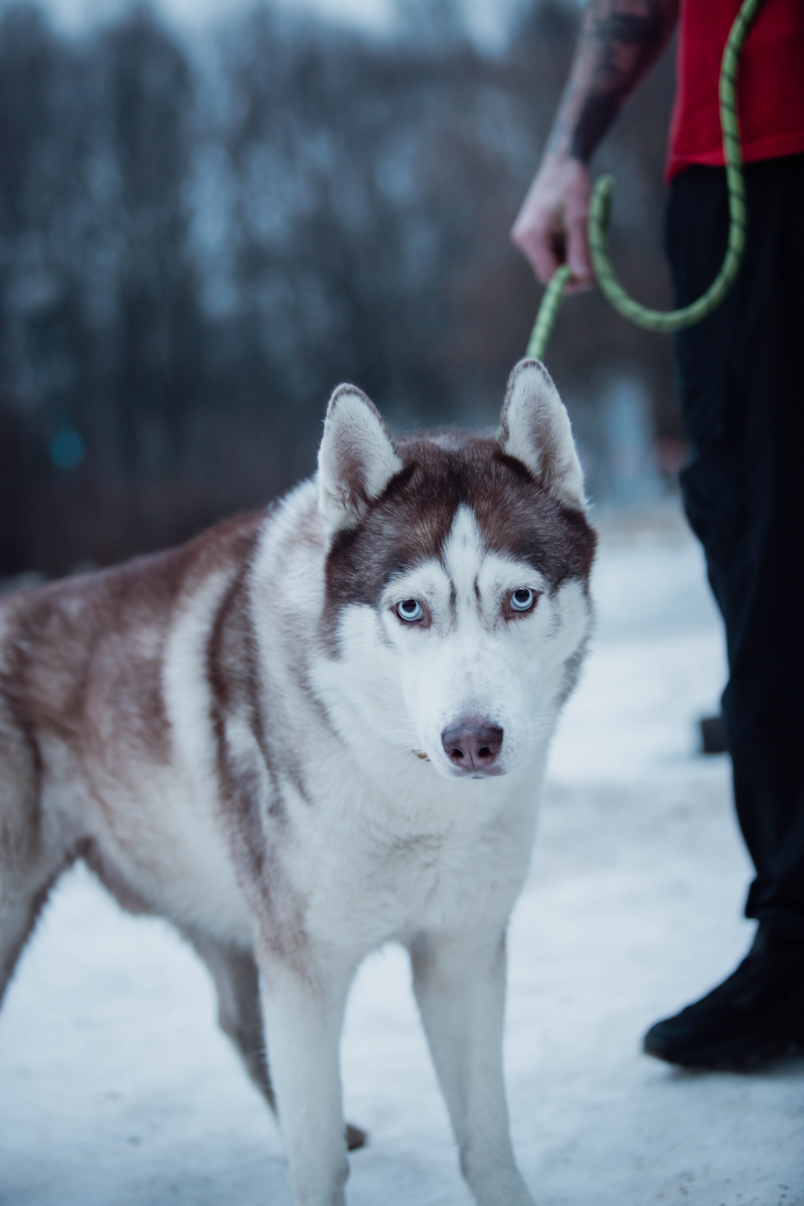 5 верст/декабрь. Александра Мельниченко/ Бегающий фотограф