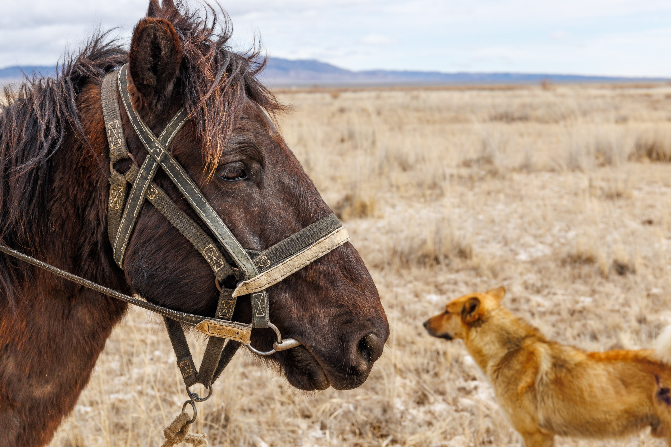 Фотосессия на поющем бархане национальный парк Казахстана Алтын Эмель. Dmitriigoliapov.ru