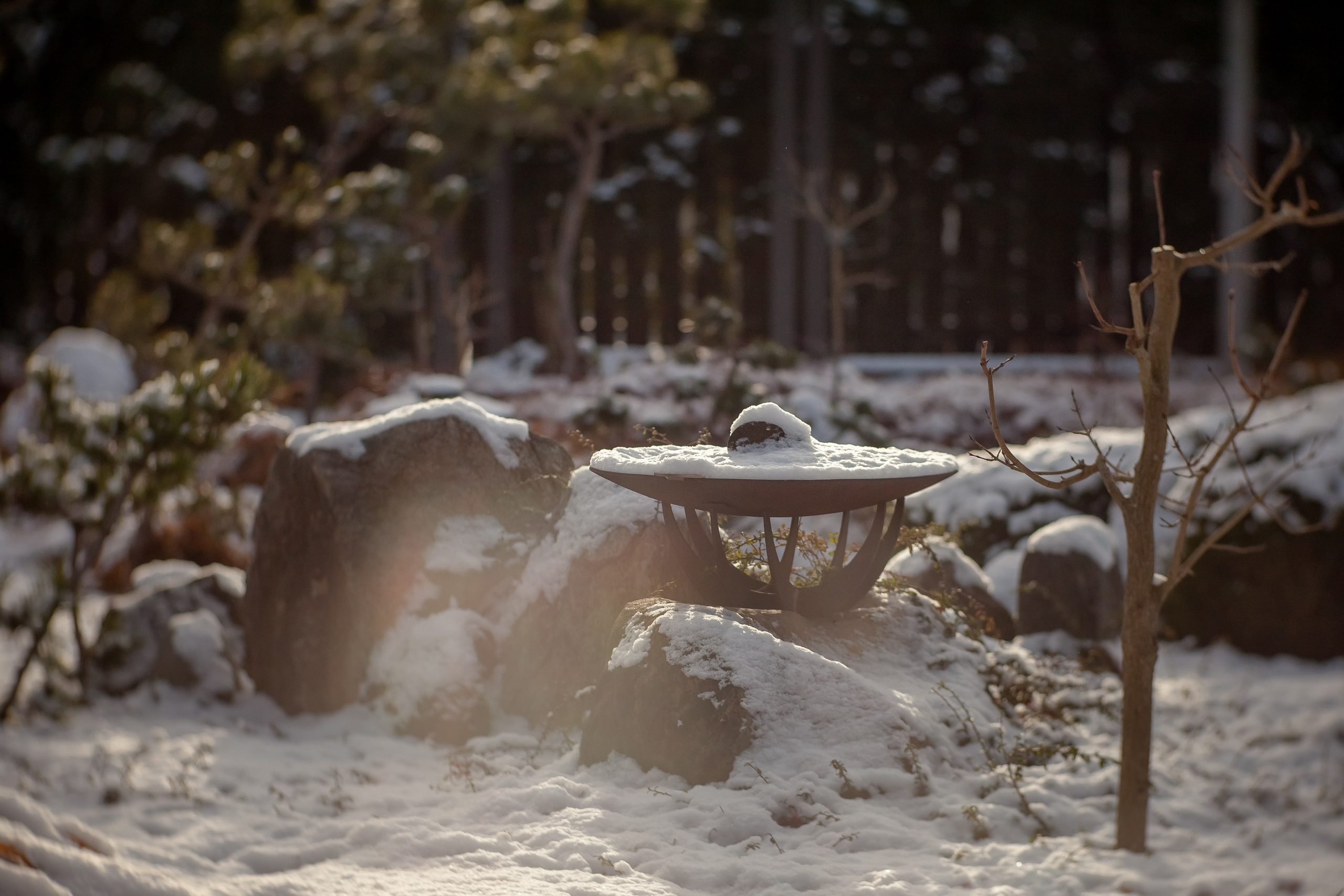 Спящий сад, Елены Асташкиной. Туманов Виталий — фотограф Москва