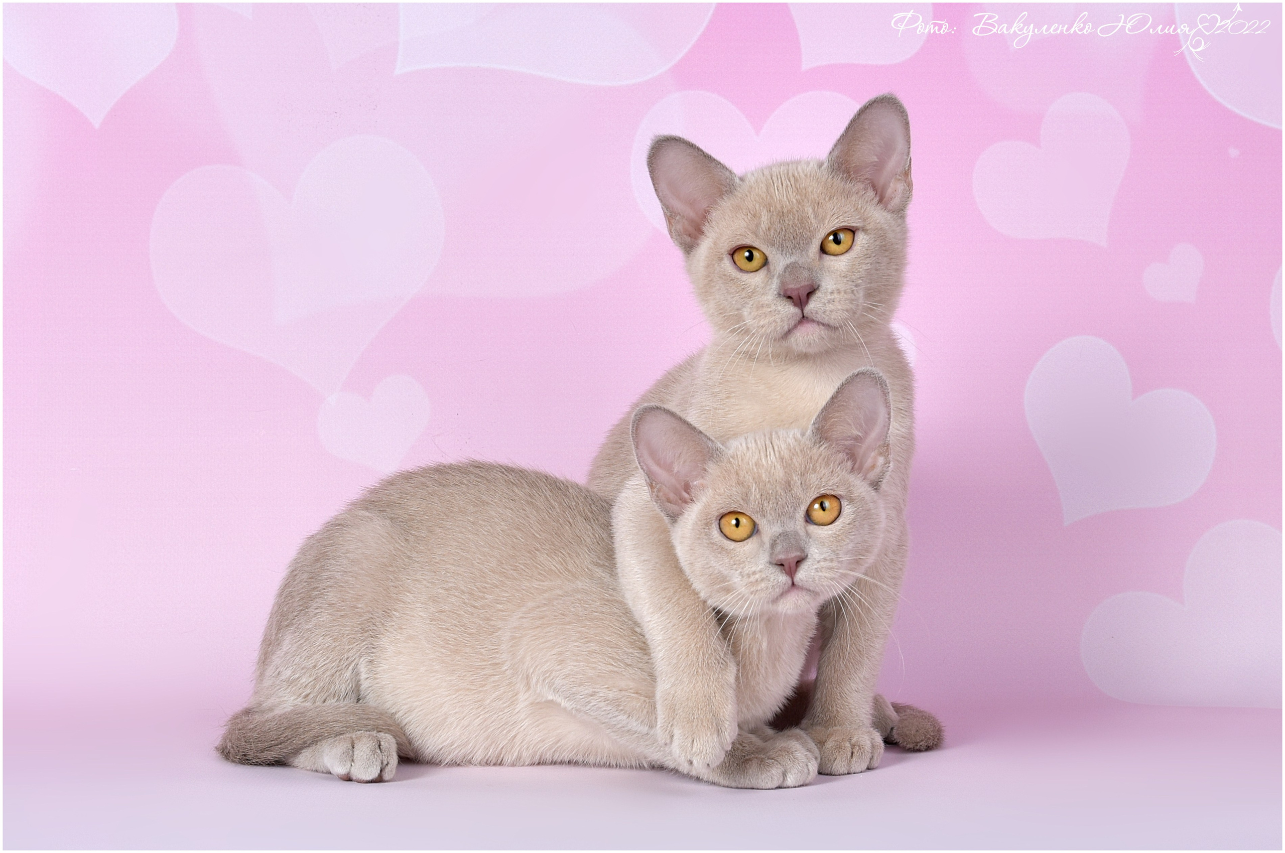 Котята. Фотограф анималист | семейный Юлия Вакуленко, г. Краснодар