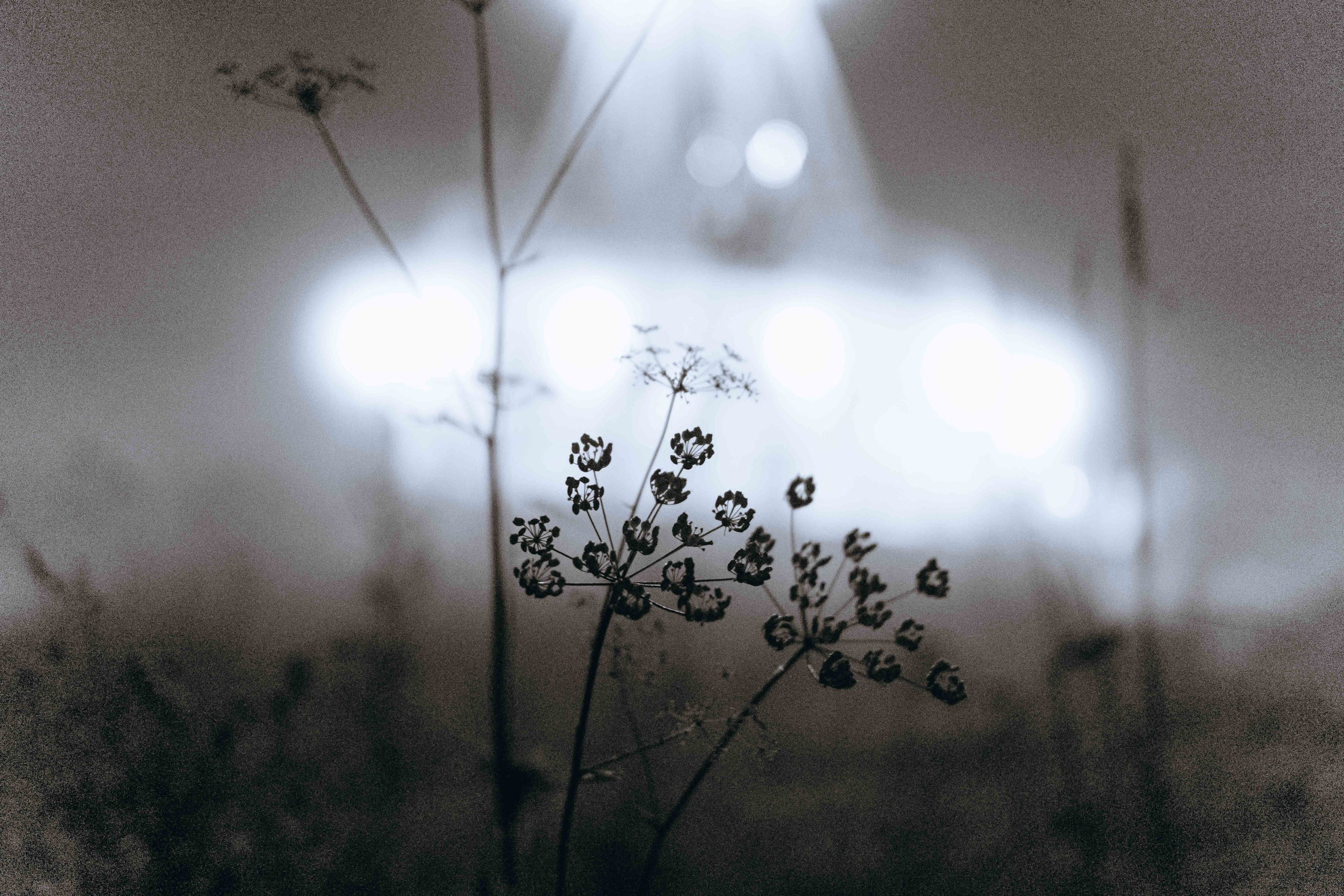 Бессонница 2025. Фотограф Аннё| Москва