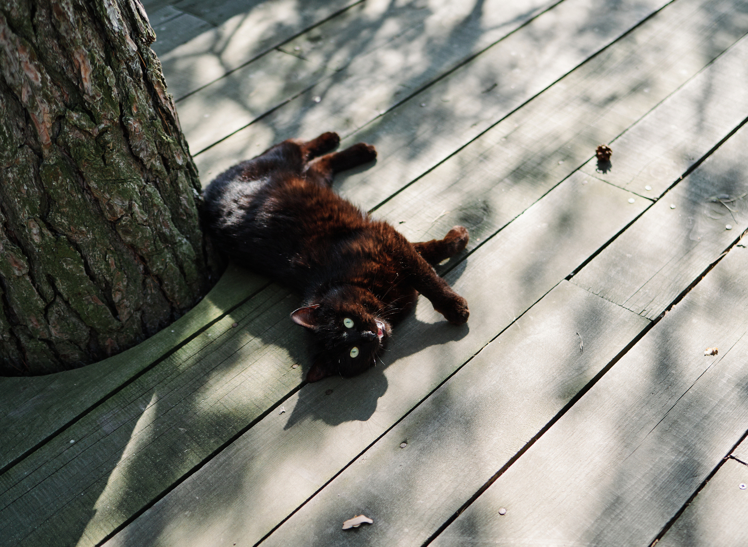 Даша и Сергей. Свадебный и семейный фотограф Тамбов
