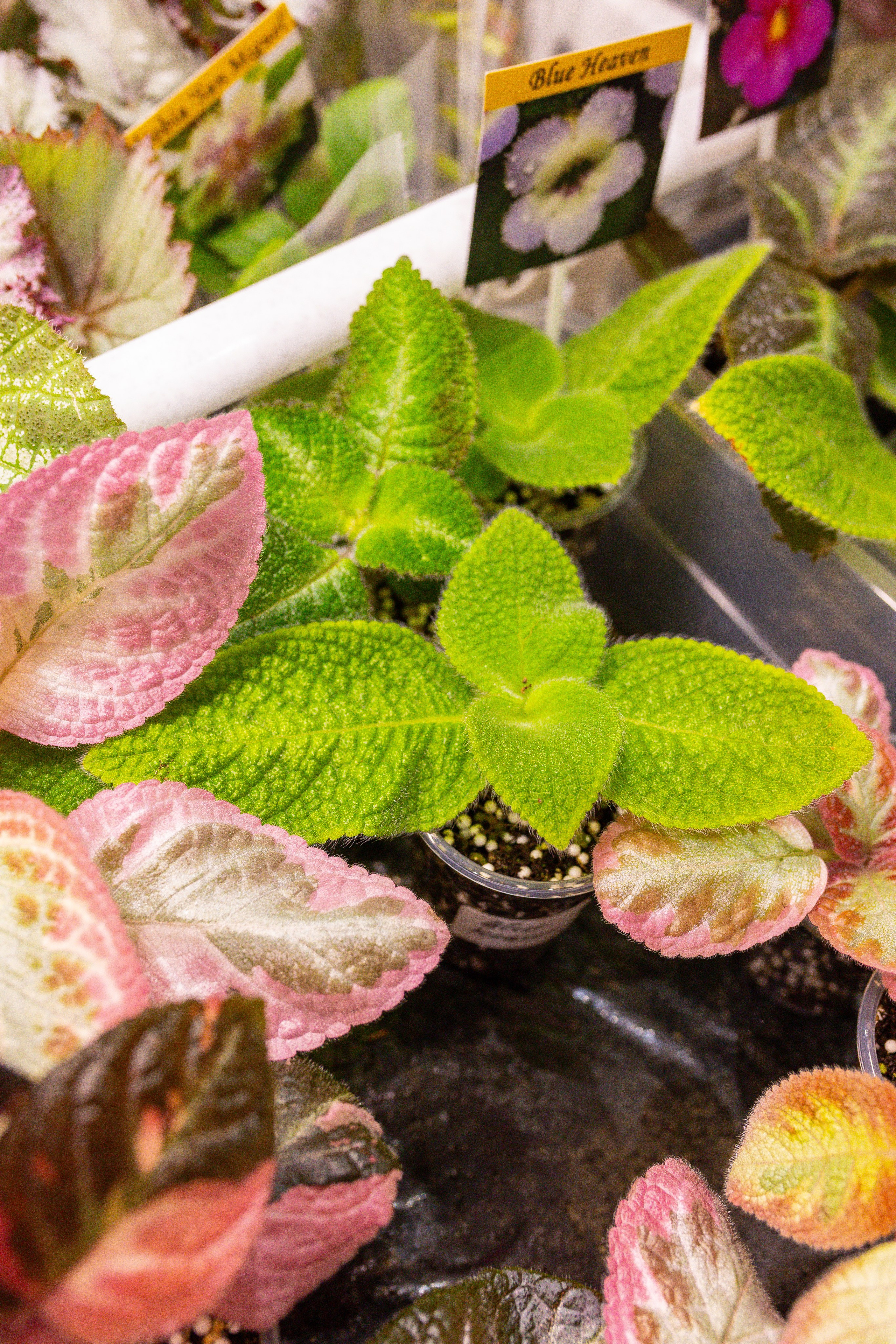 Монстериум 11–12 октября. Александра Куликова фотограф, Москва