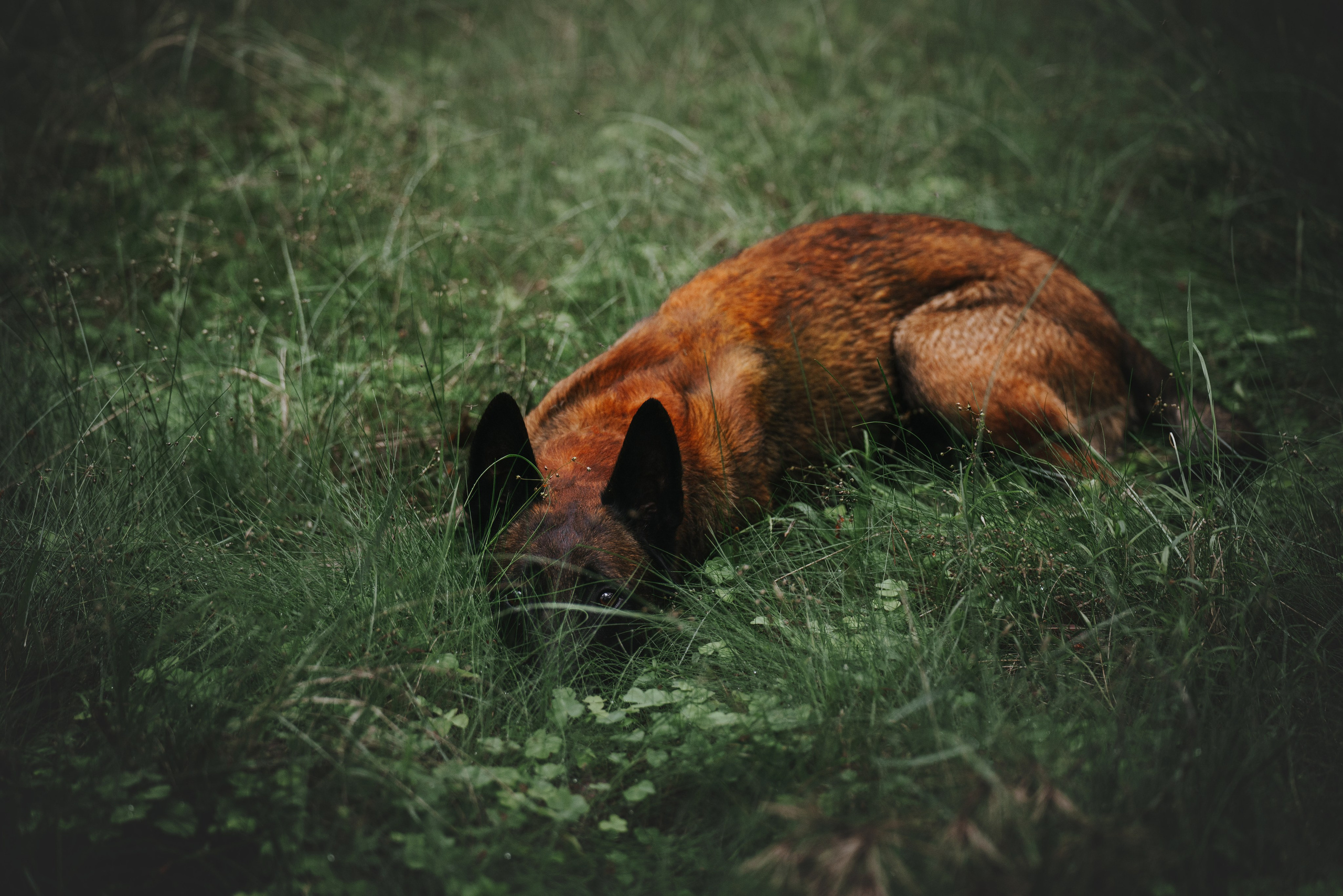 Раш. Фотограф анималист Осипчикова Мария