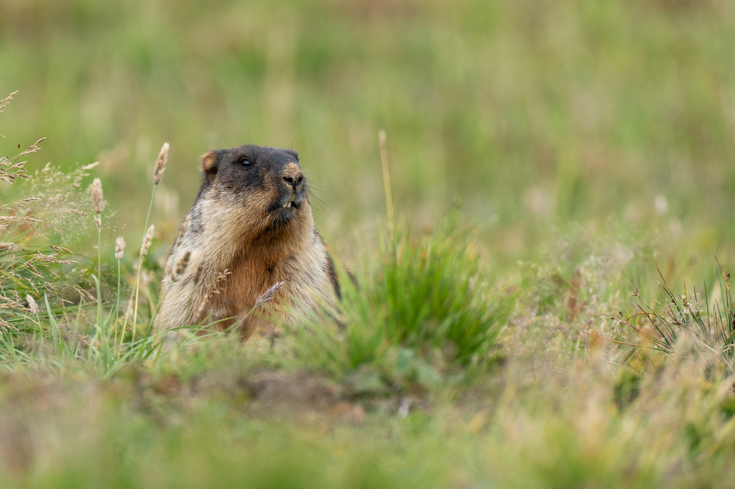 Камчатка. Daria wanderer photography