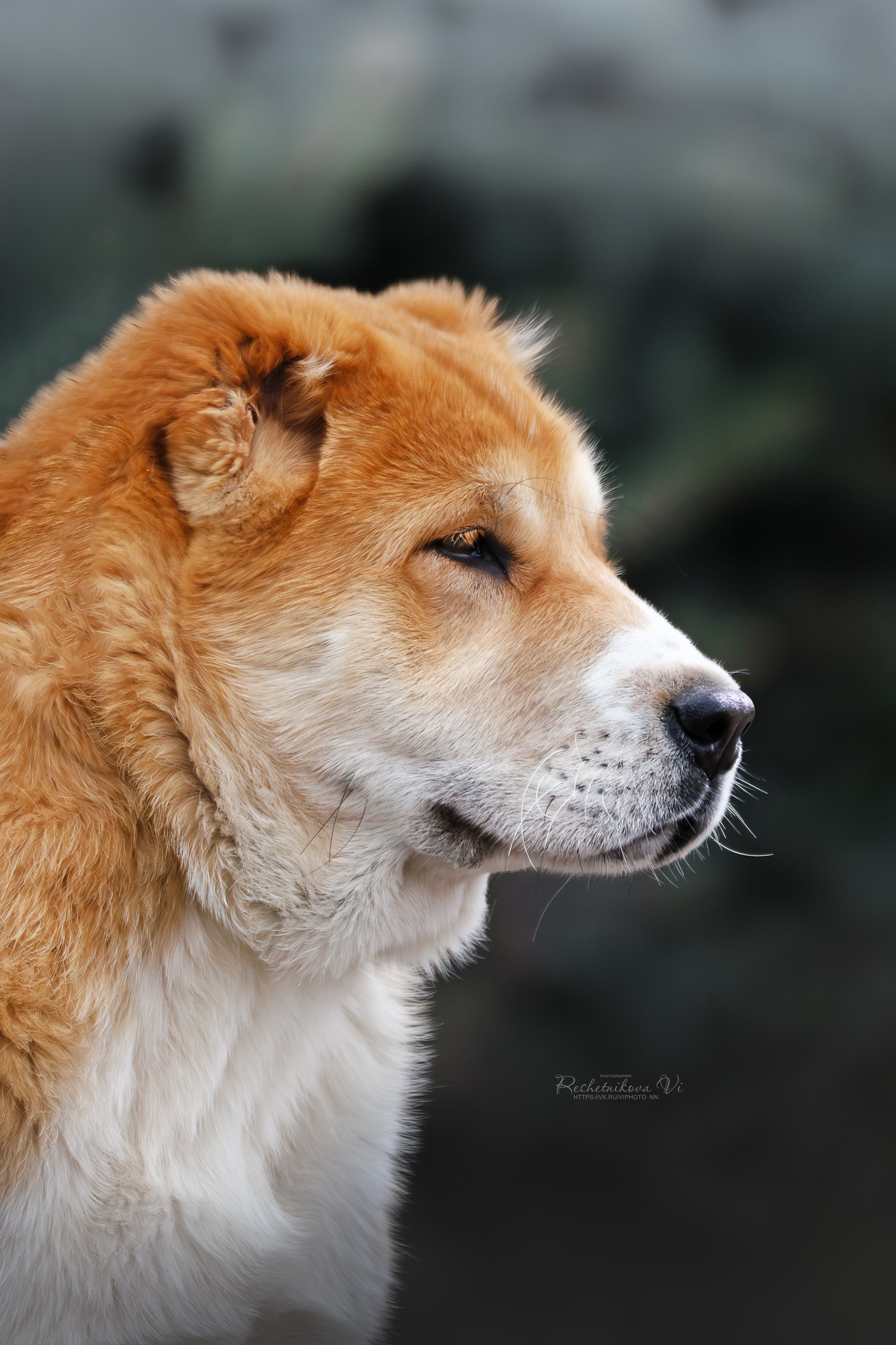 Собаки. Фотограф-анималист Нижний Новгород
