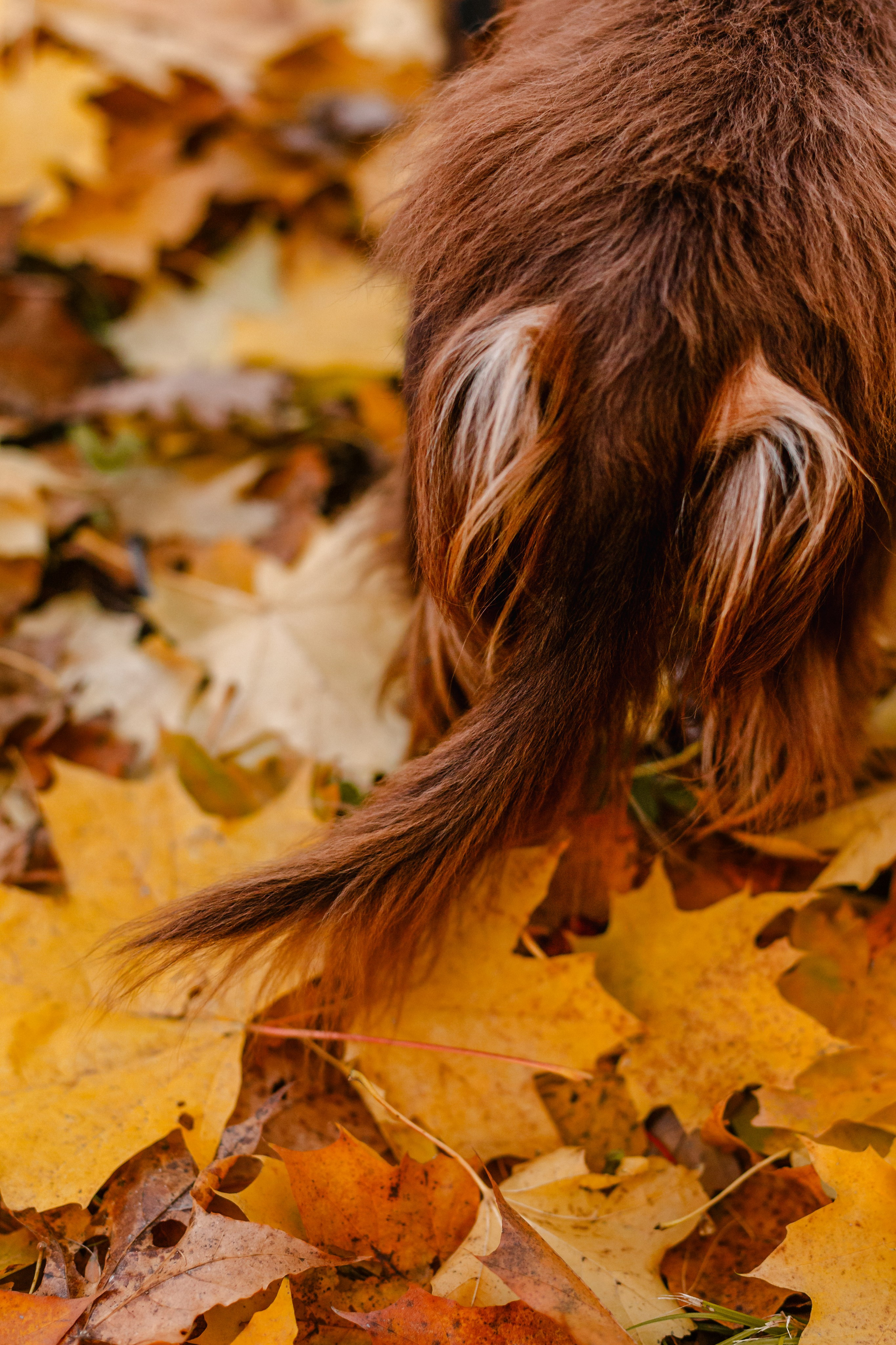 Света, Хайди, Богдана. Фотограф-анималист Татьяна Степанова