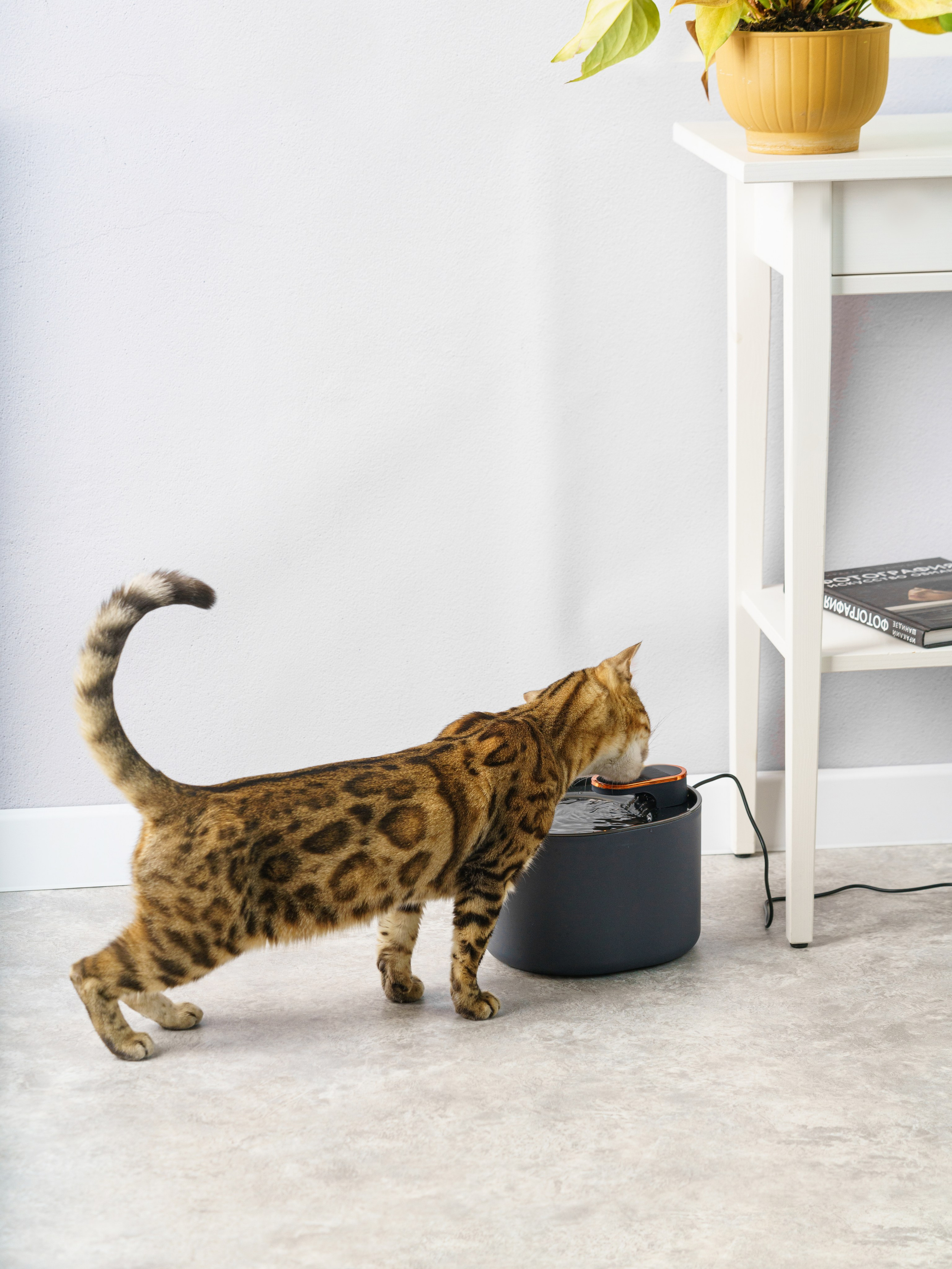 Съемки с животными. КЕД Студия-контент агентство полного цикла СПБ. Создаём фото, видео и контент, который помогает брендам и селлерам продавать больше