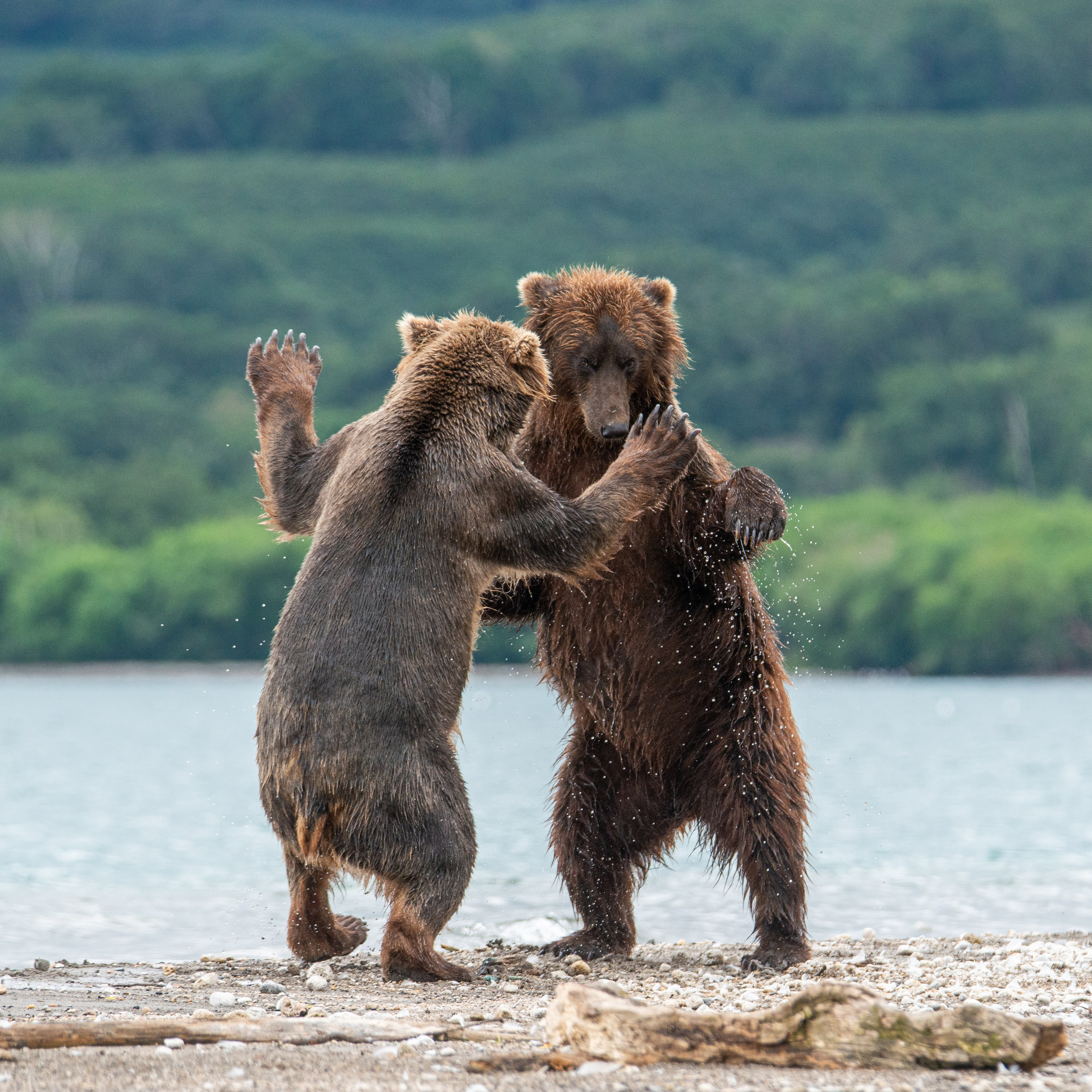 Камчатка — земля медведей. Игорь Иванко — Репортажный и событийный фотограф. Москва