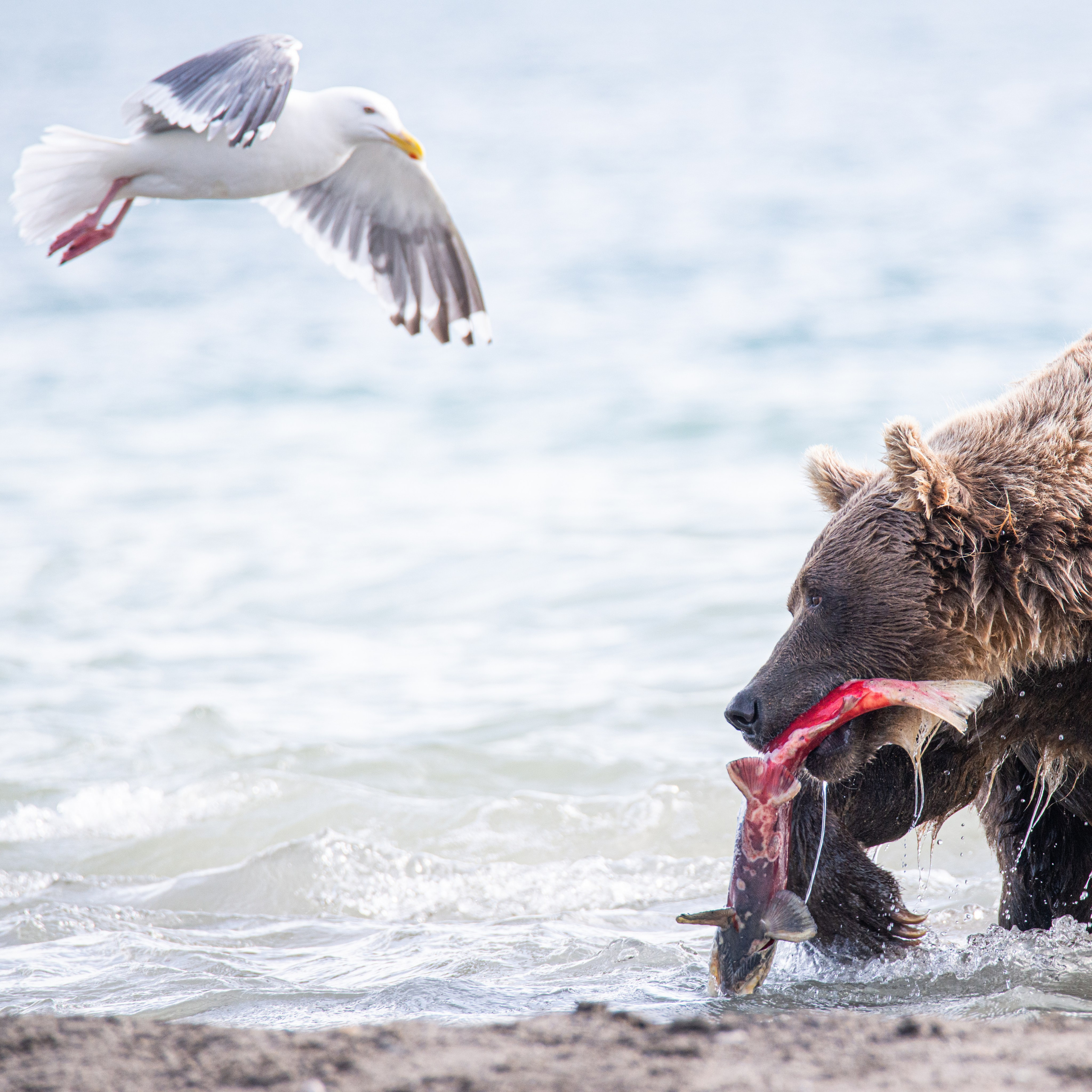 Камчатка — земля медведей. Игорь Иванко — Репортажный и событийный фотограф. Москва