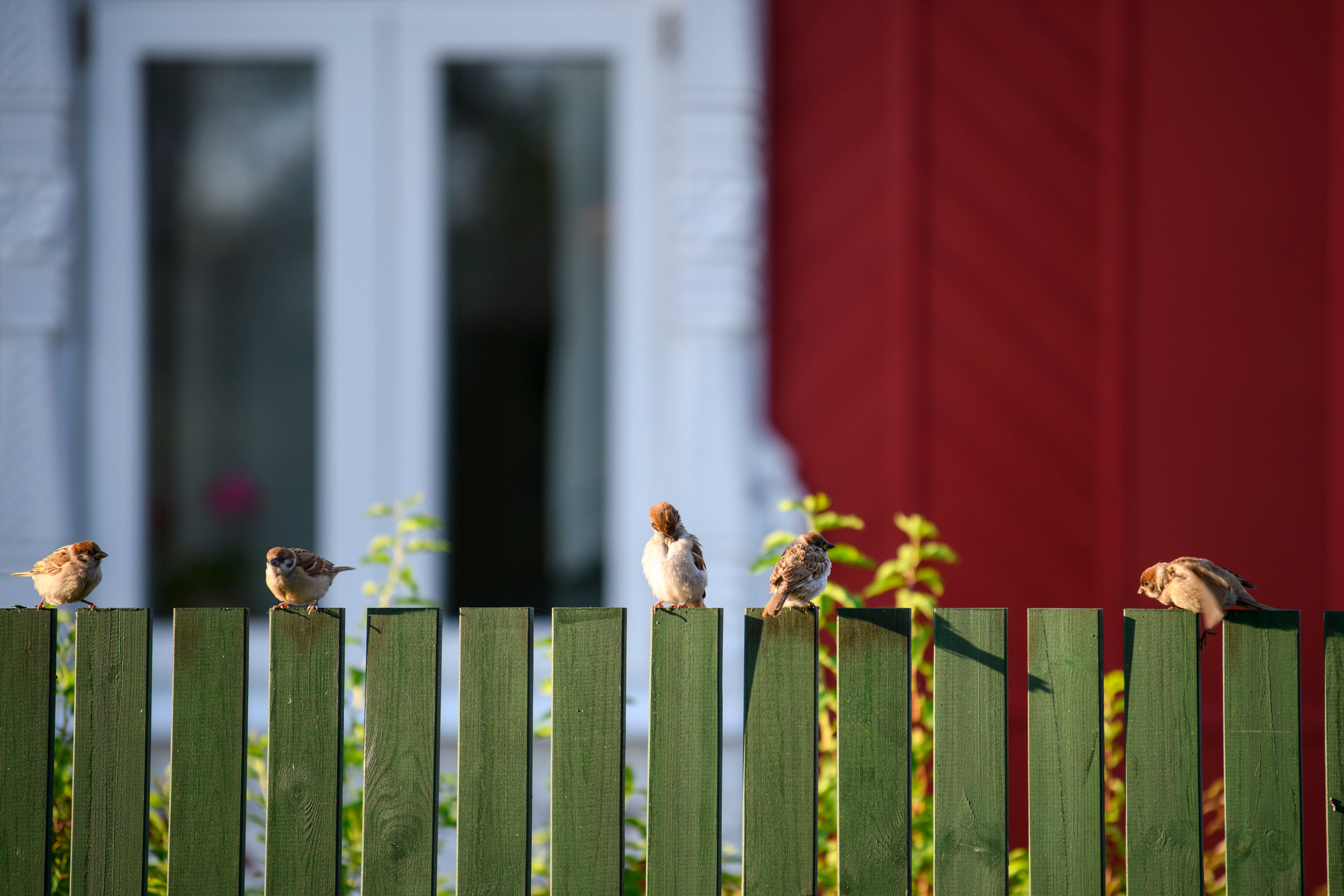 Переславль-Залесский. Wildlife photography by Sergey Puponin