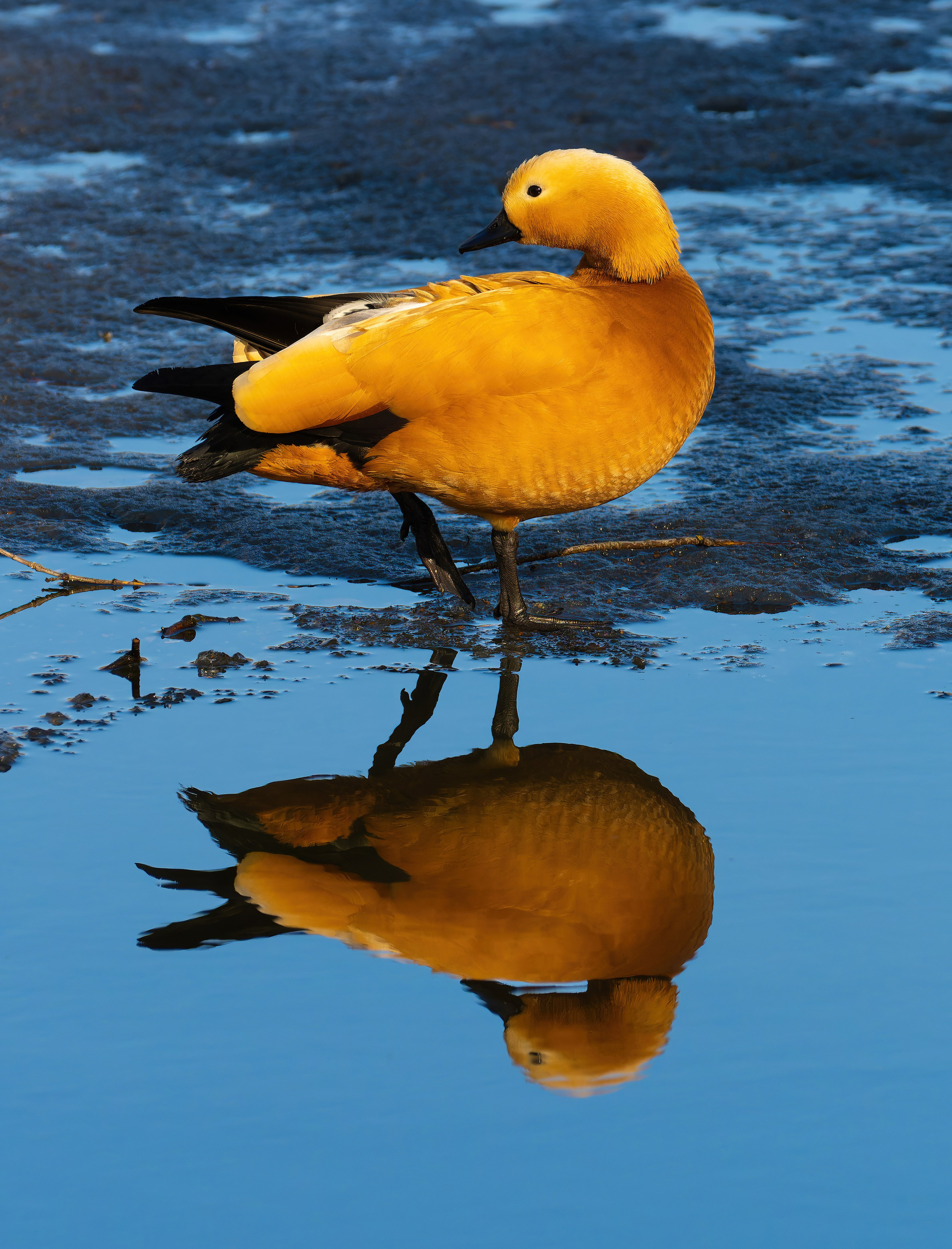 Птицы и животные. Oles Paritskiy