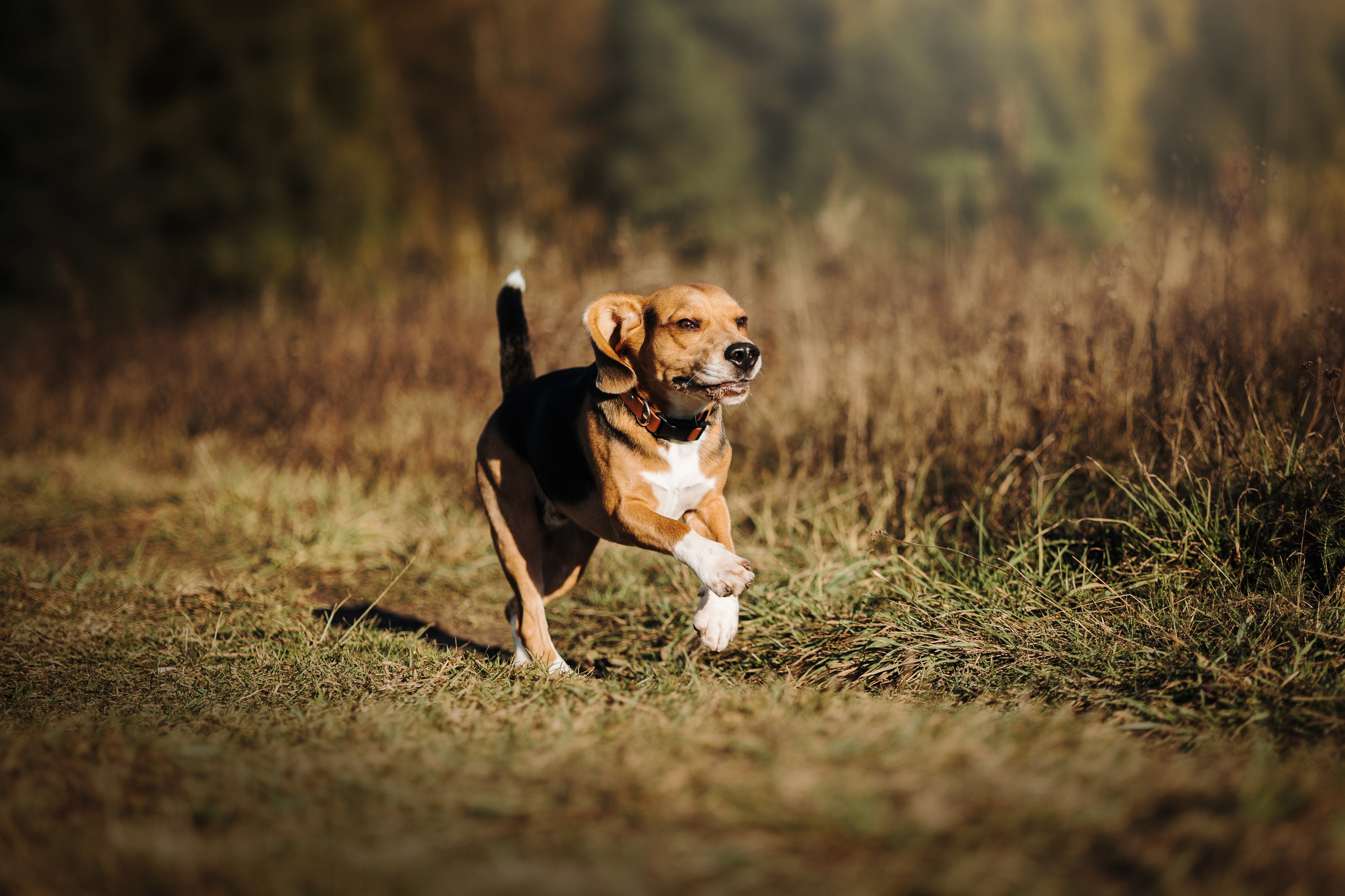 Оуджи и его семья. Фотограф — Анималист | Санкт-Петербург