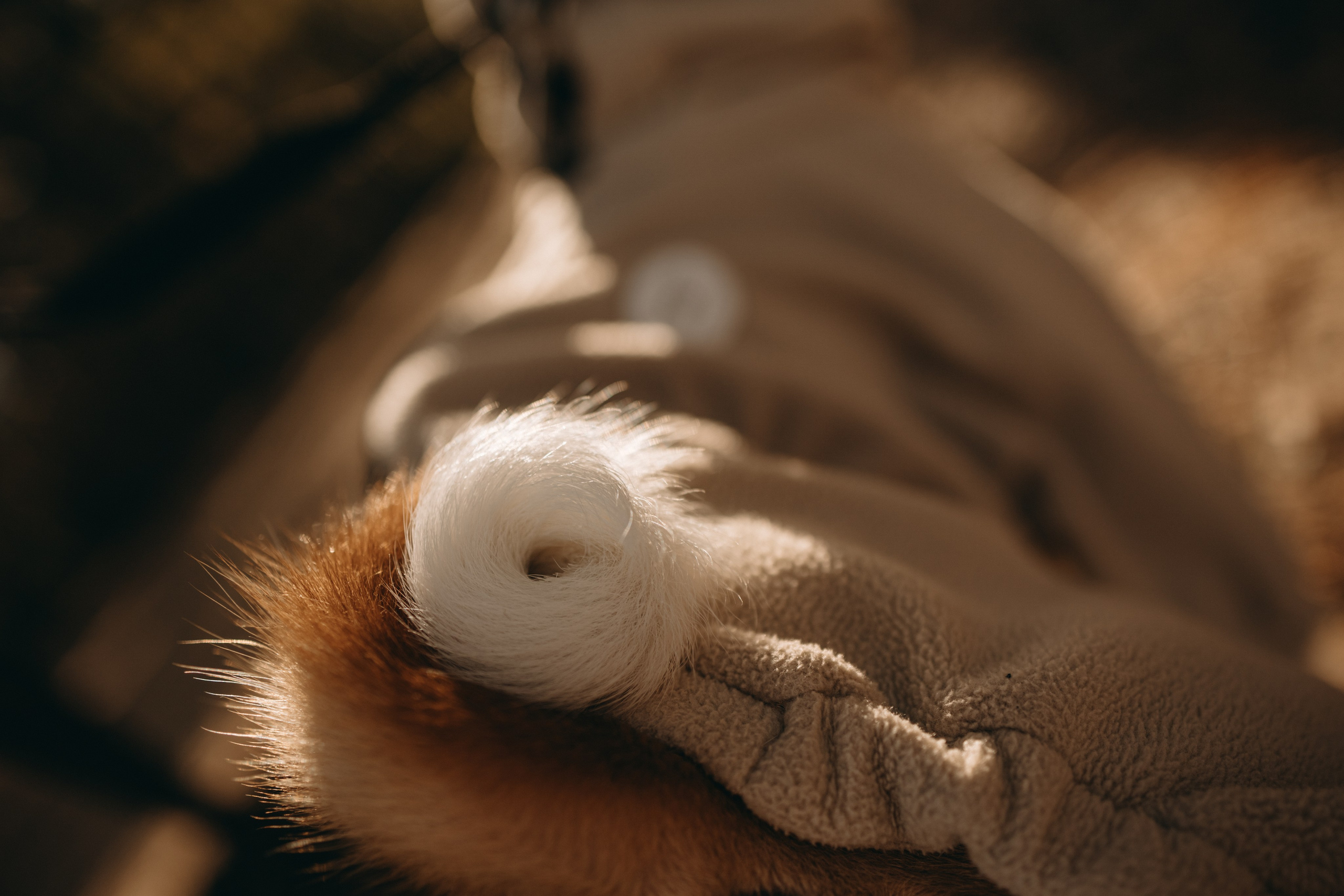 Алиса и Лео. Фотограф — Анималист | Санкт-Петербург