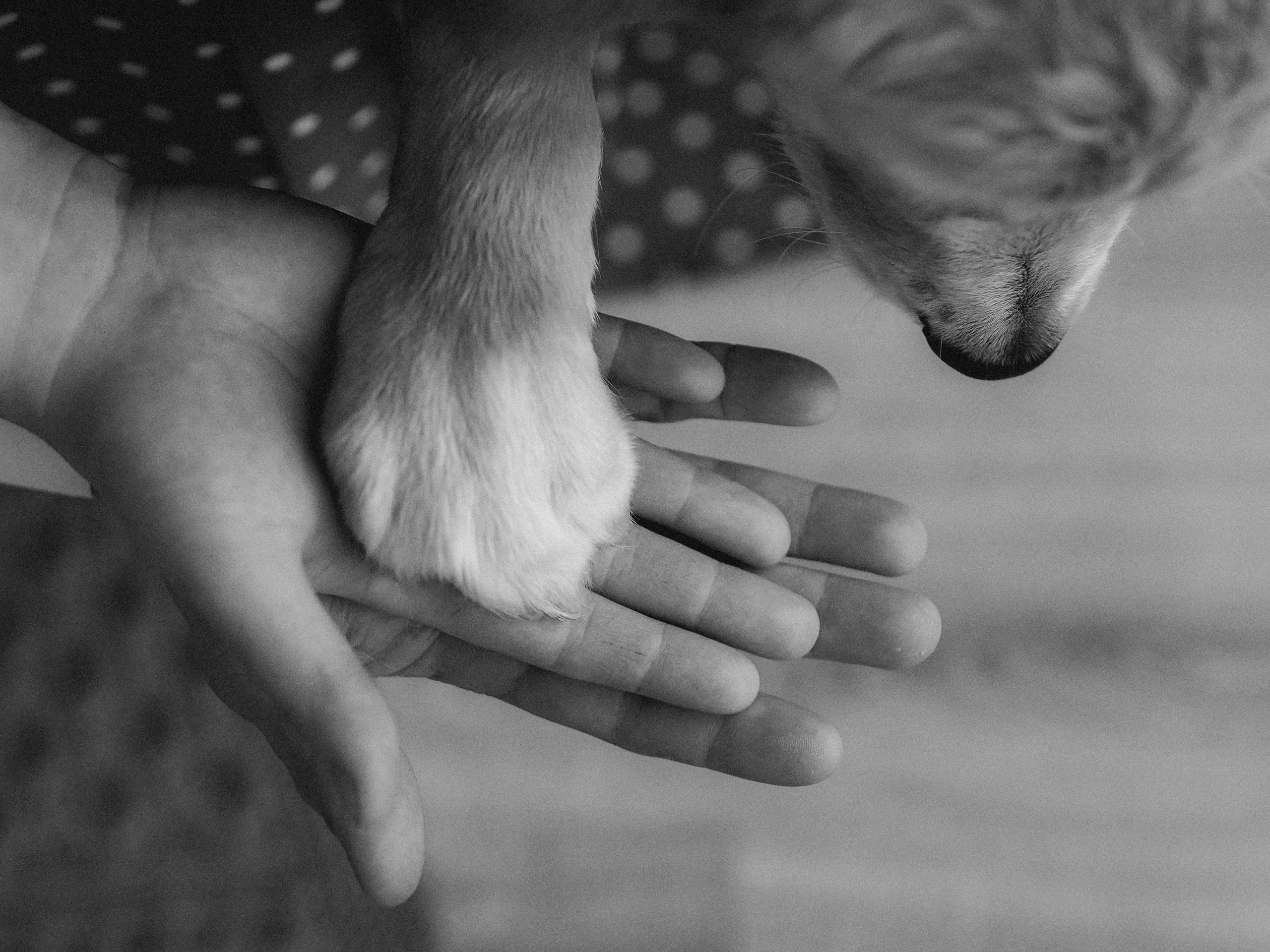 Малышка Молли и новый год. Фотограф в Москве — Сергей Люкшинов