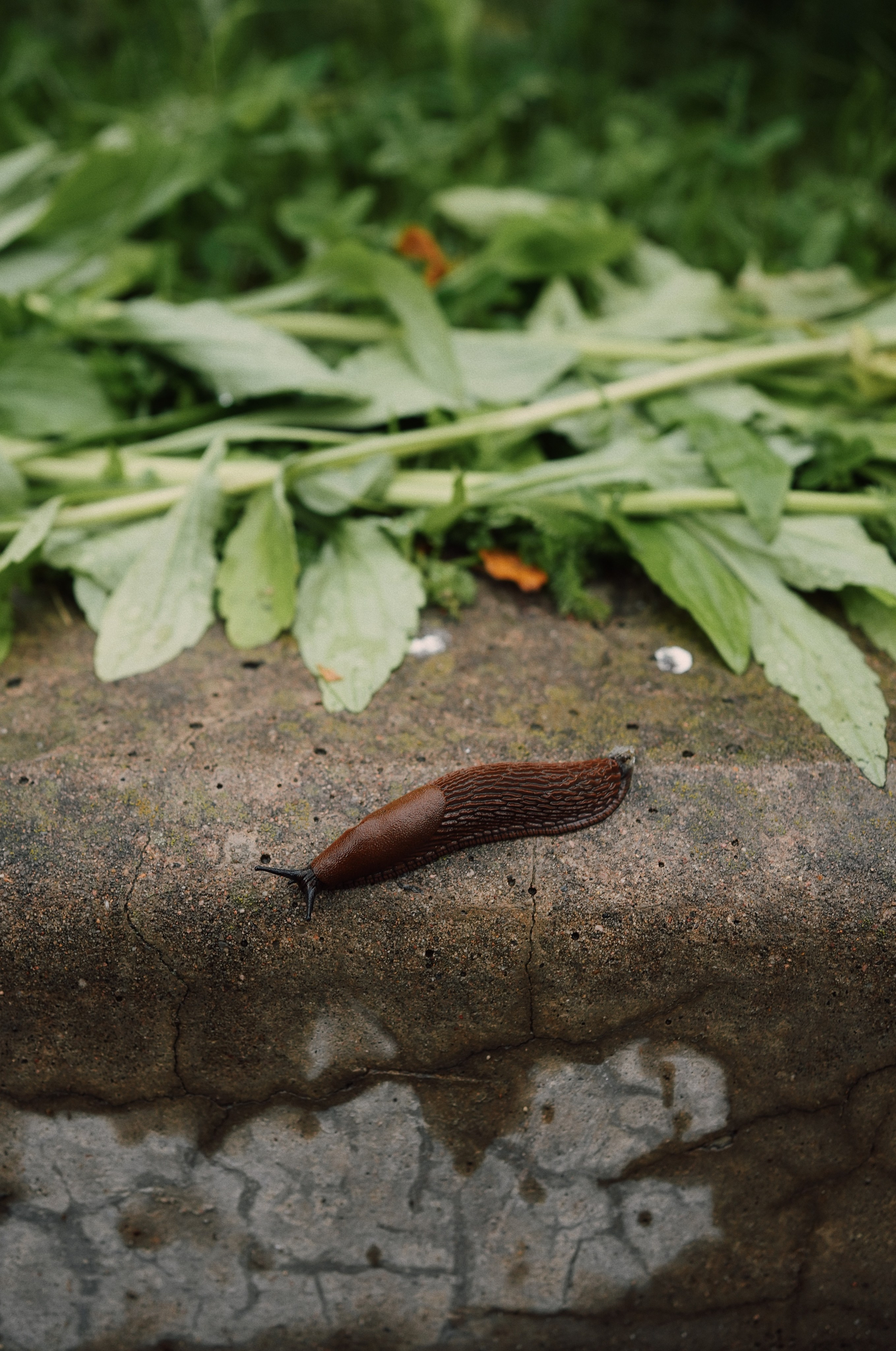 Botanical garden cards. Ксения Копна. Фотограф из Санкт-Петербурга
