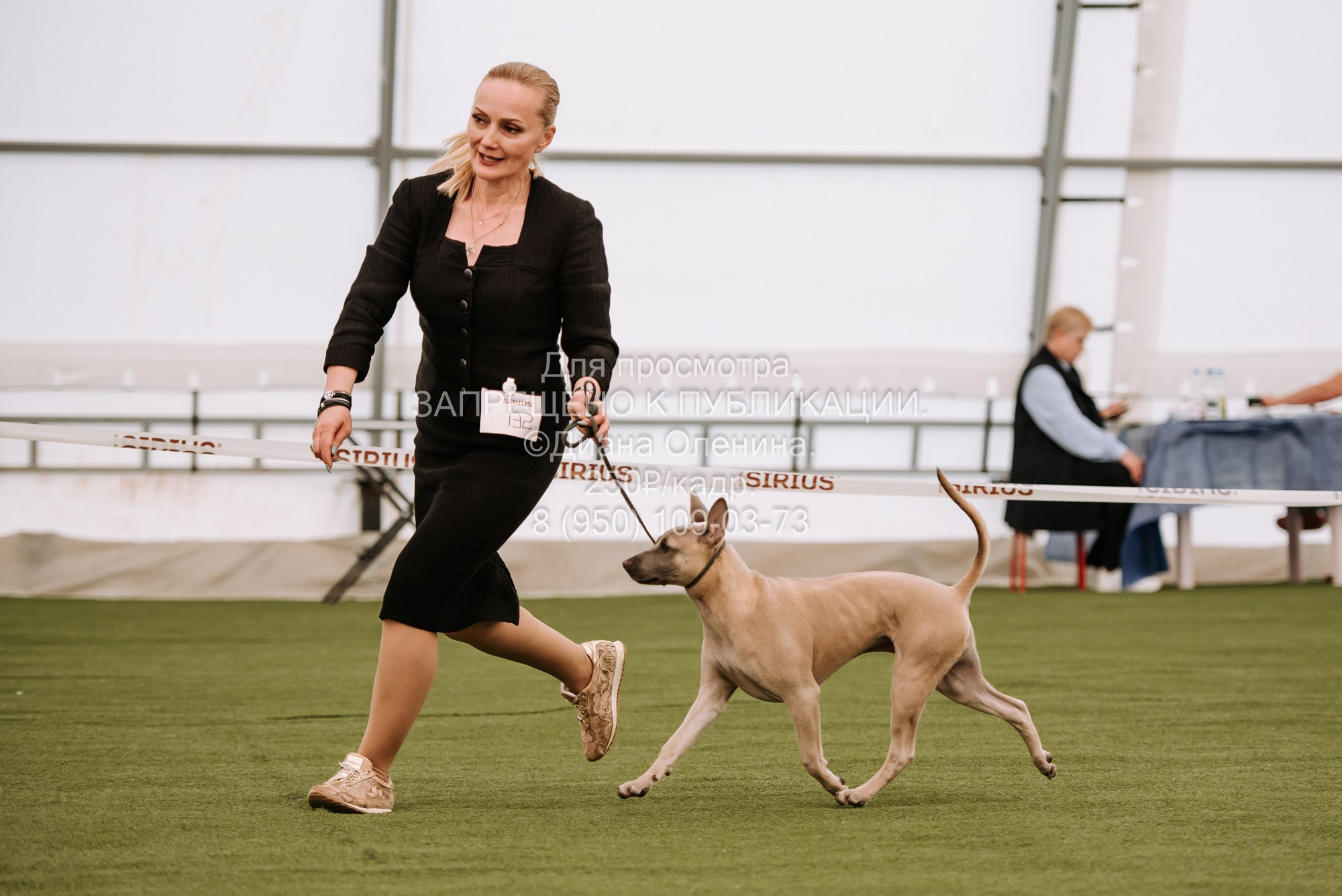 Выставка собак Красноярск 2.06. Фотограф Диана Оленина Красноярск / Братск