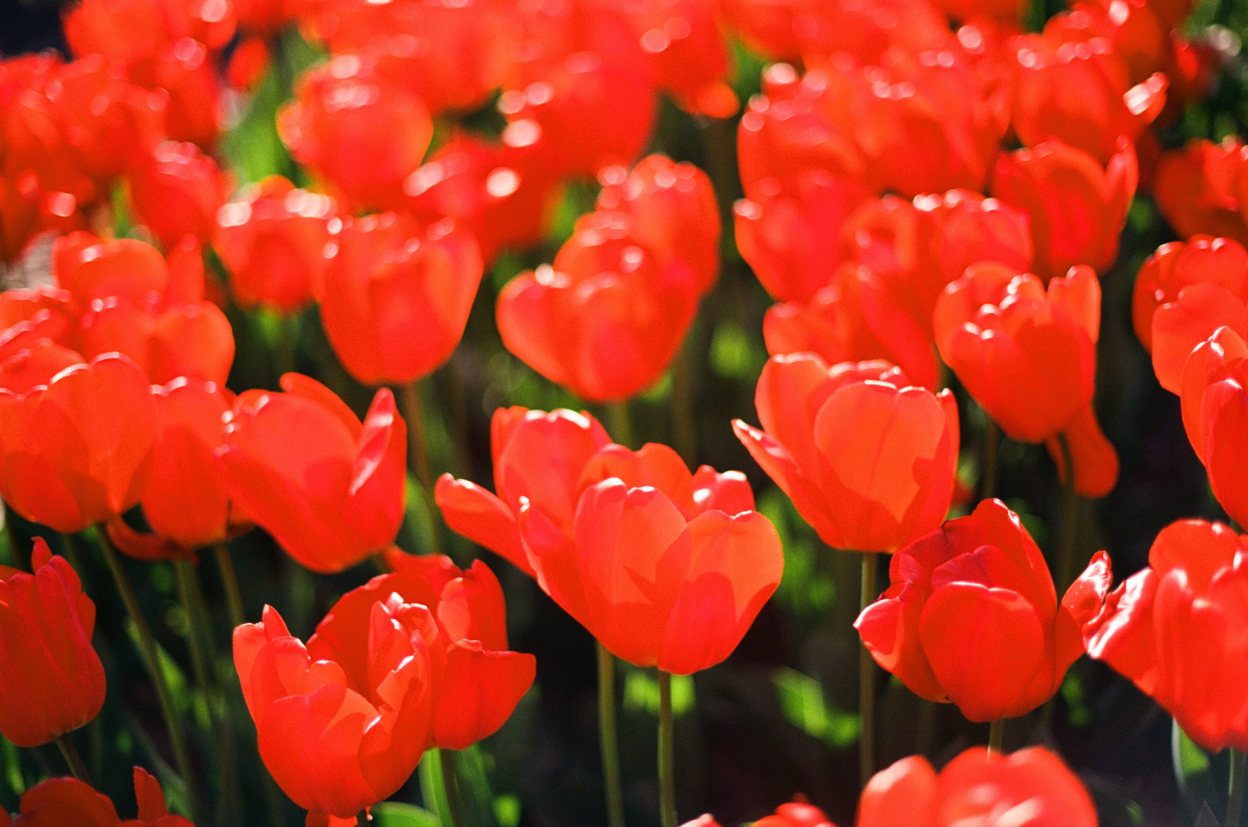 Follow you // ukraine, crimea IV. EVER EXPOSED