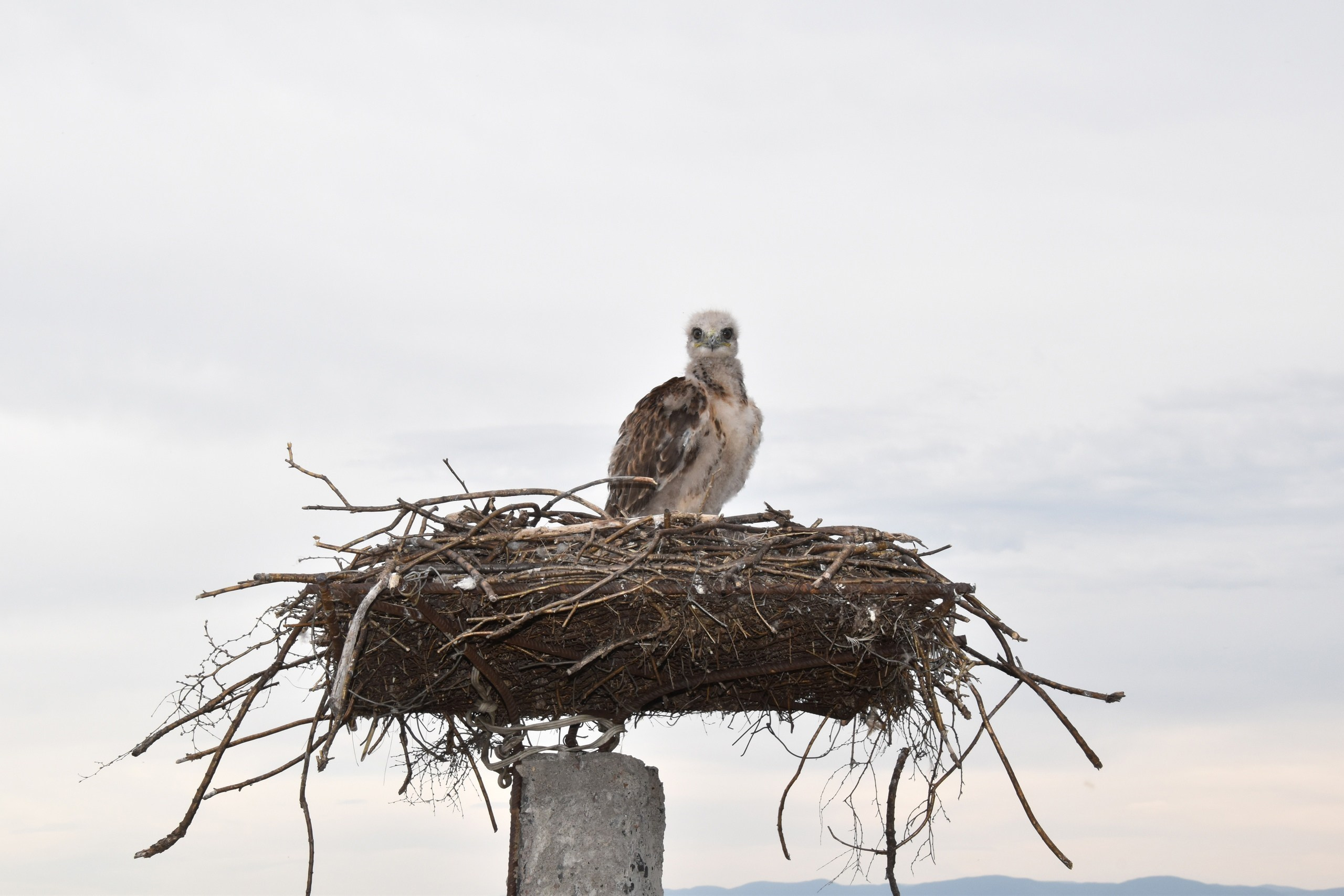 Квартиры для пернатых. Репортажный и тревел фотограф Мокеров А.С